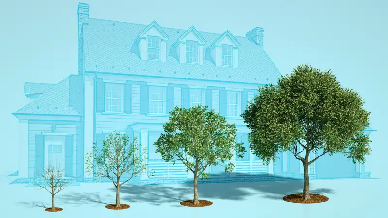 Collage of a home with multiple trees in different stages of growth