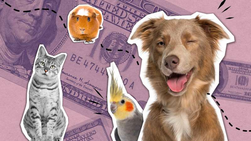 Photo collage of many pets like a cat, dog, bird and guinea pig