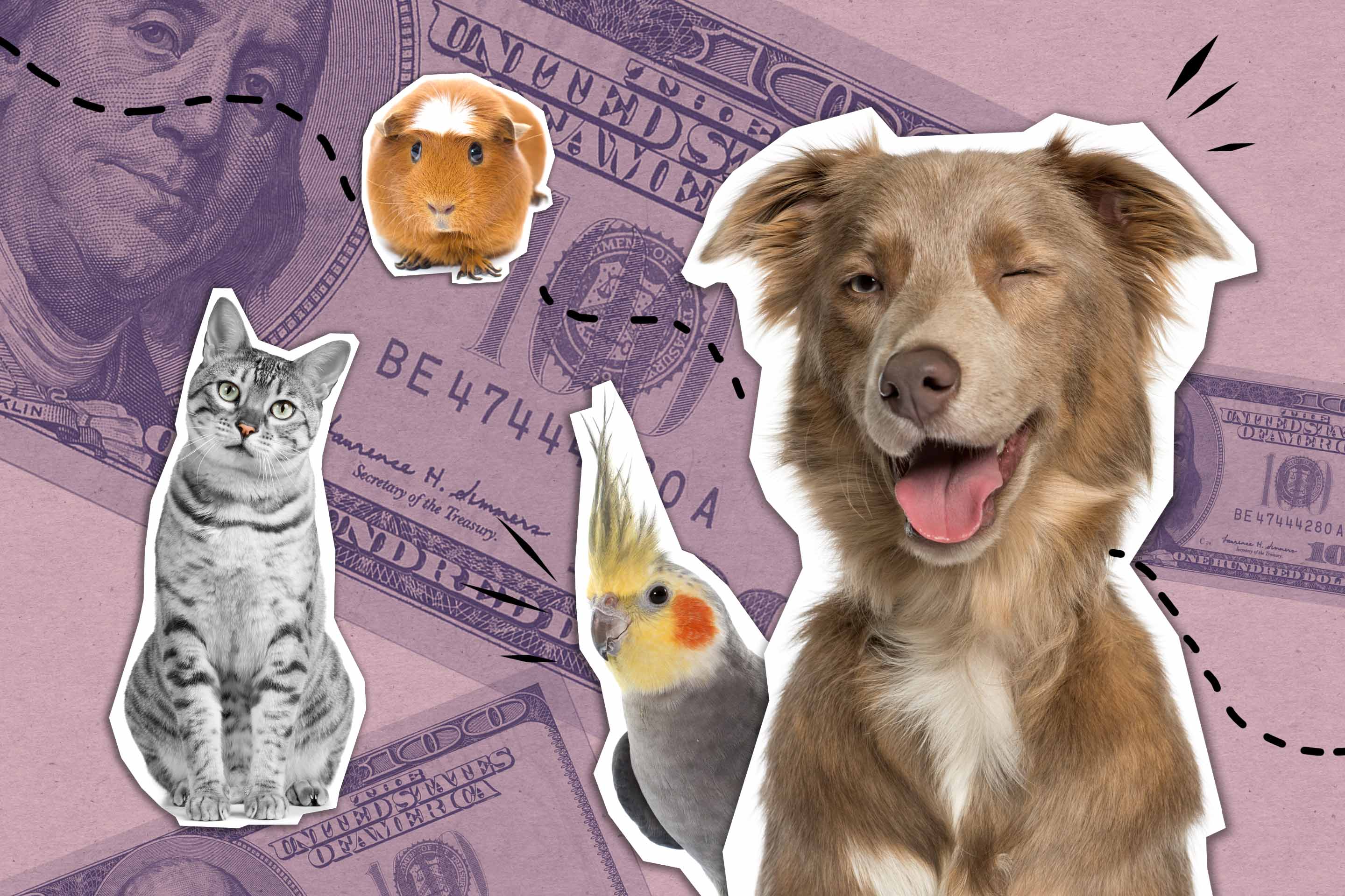 5 Smart Ways to Save Money on Your Pets | Money