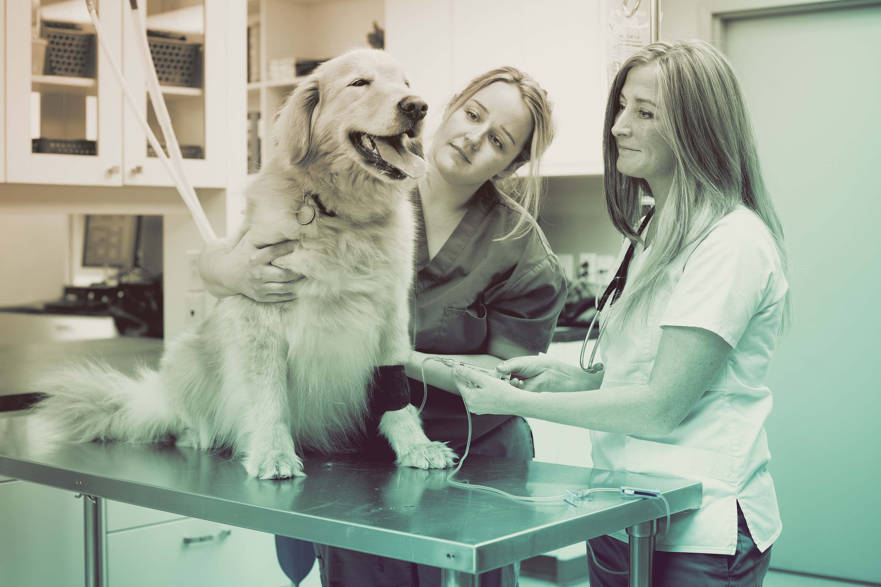 What Pet Exam Fees Are Covered by Pet Insurance