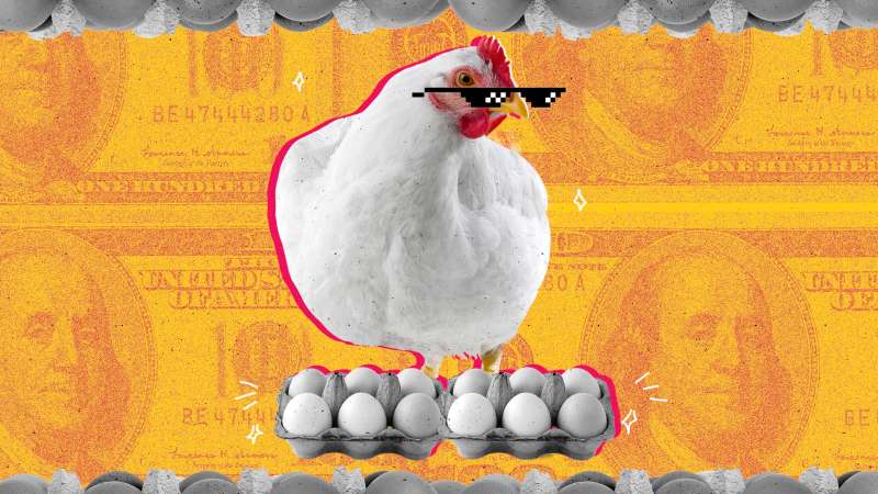 Photo collage of a cool chicken with sunglasses proud of her extremely expensive eggs for sale