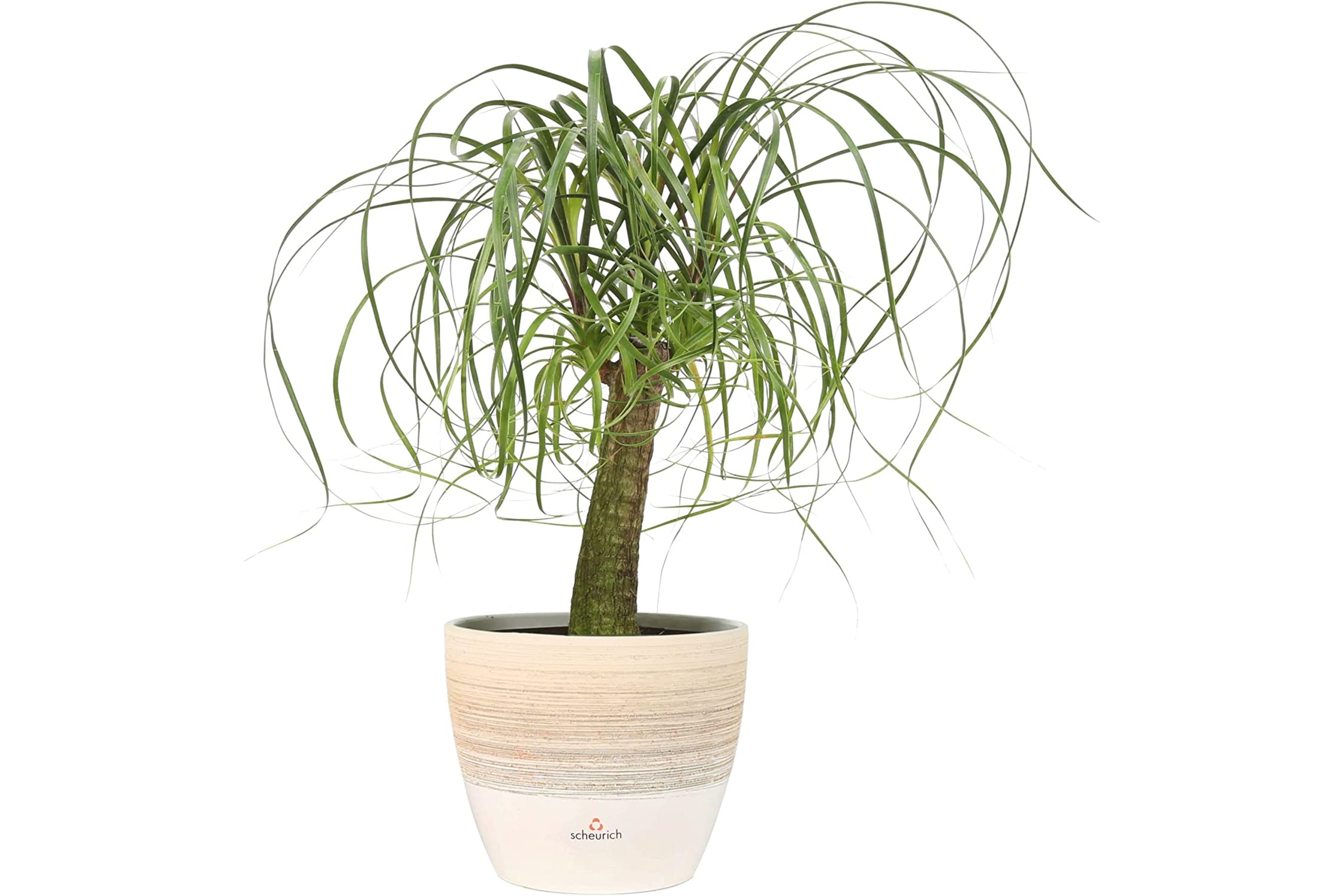 Ponytail Palm Bonsai Live Indoor Plant