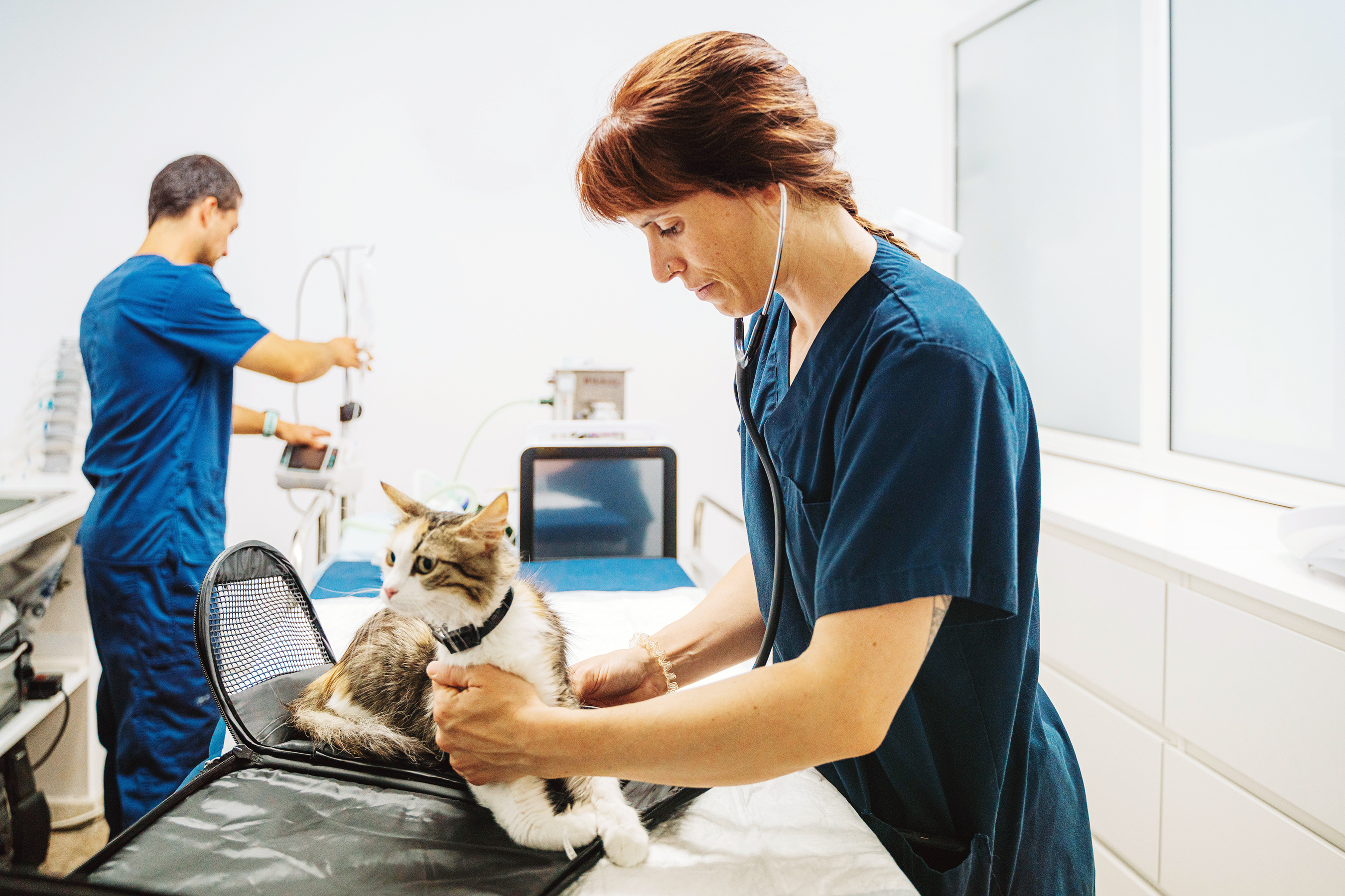 Things to Consider When Choosing Pet Insurance