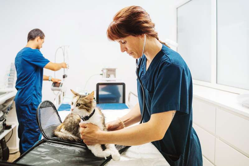 Veterinarian examining a cat in the office.