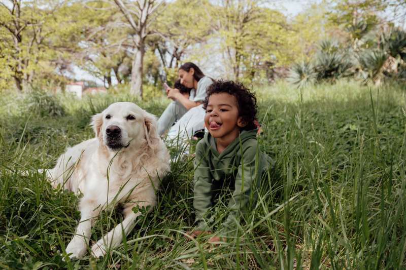 Young boy playing outside on the grass with their golden retriever