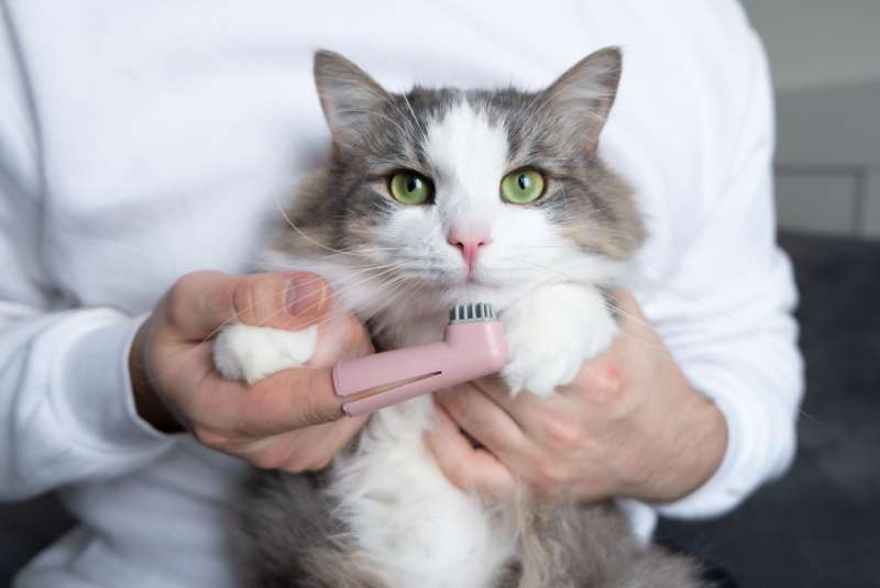 Close-up of hands holding a cat and a a small pet tooth brush