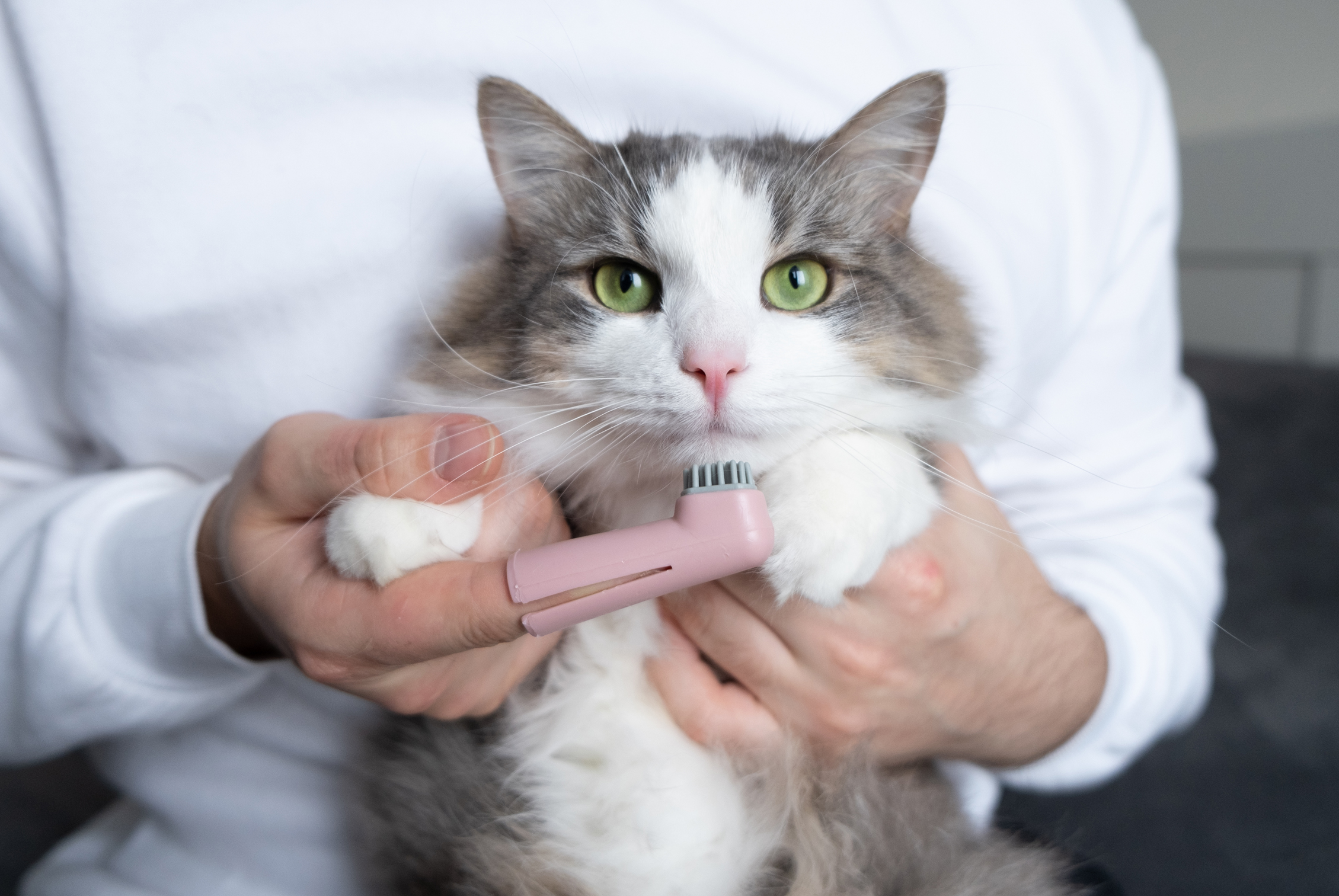 Pet Dental Insurance: What Does It Cover?
