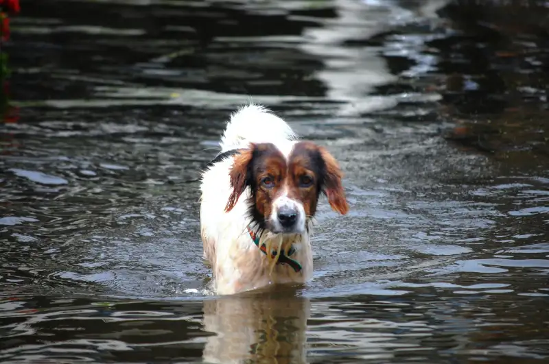 Animal dog walking through a flooded road