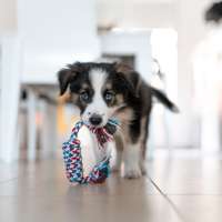 Puppy carrying a toy in a kitchen
