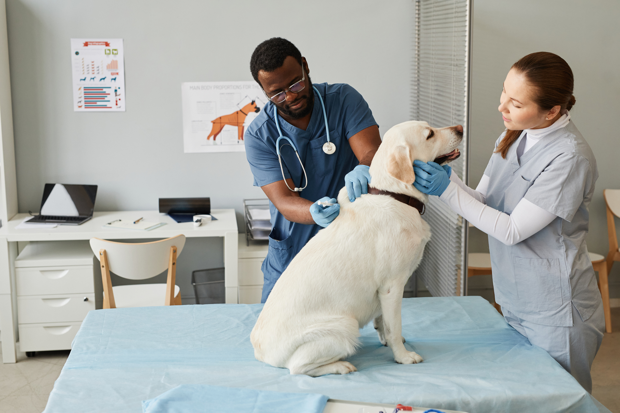 How to Hire Veterinarians