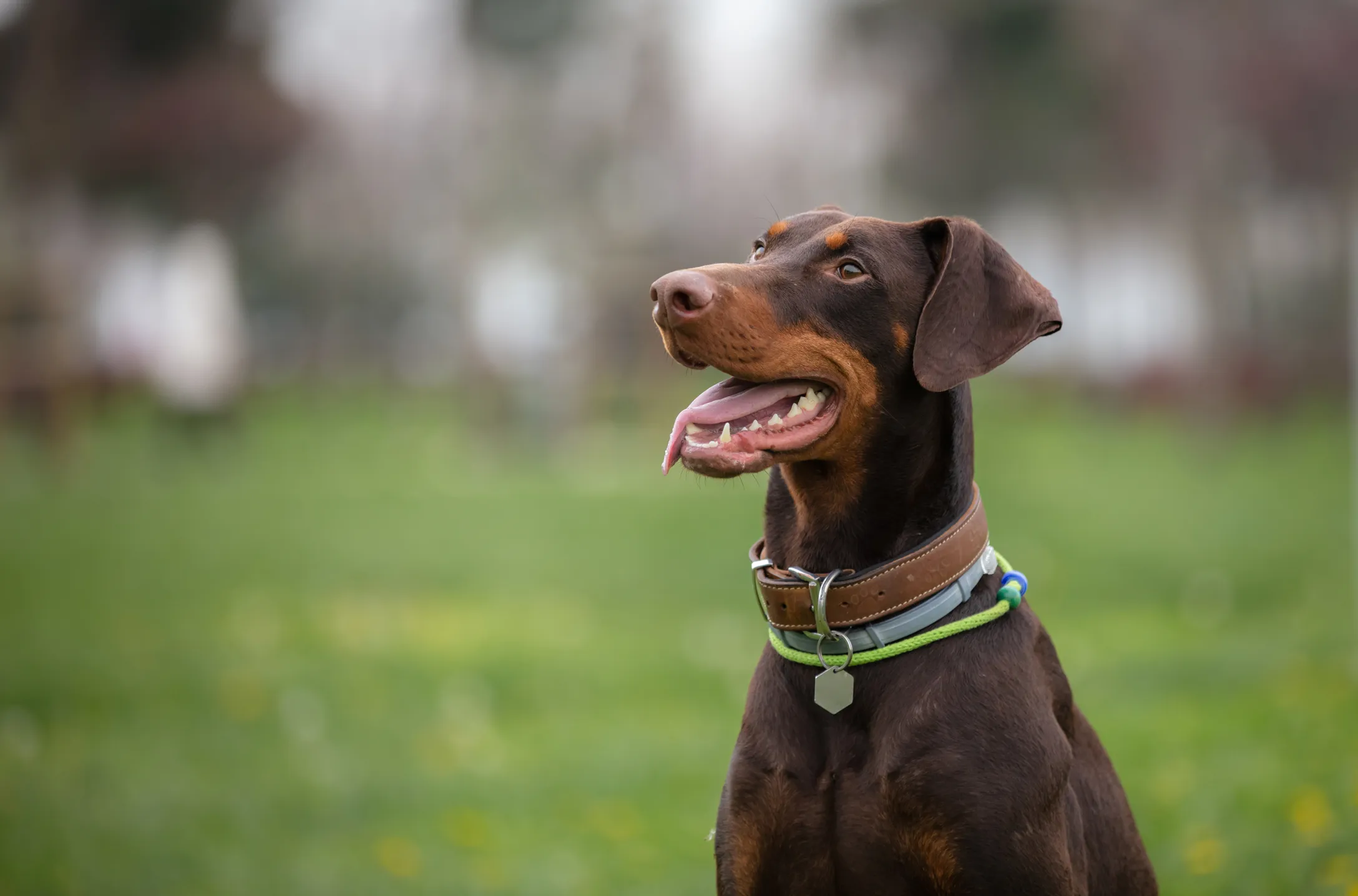 Worst dog discount breeds for biting