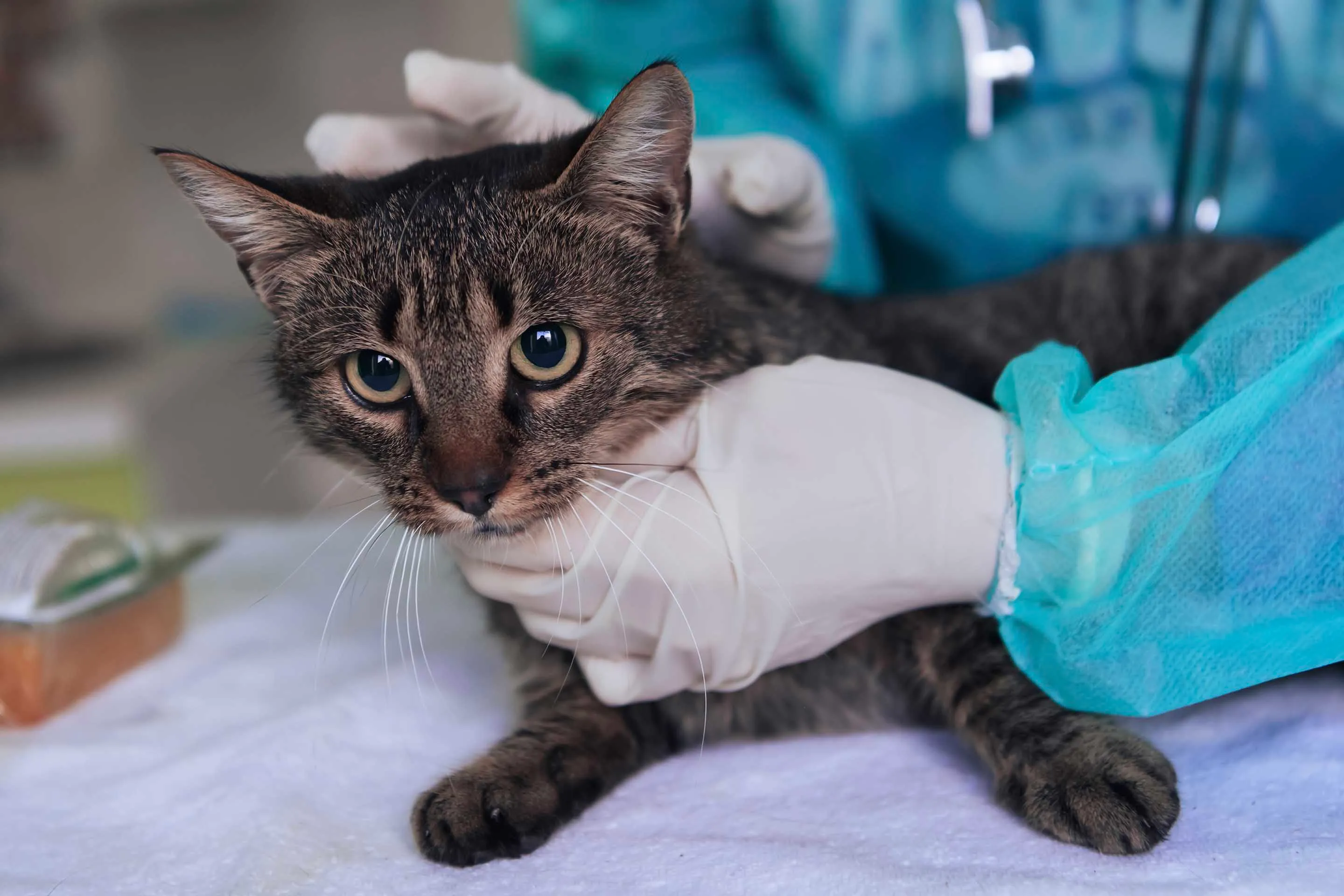 Does Pet Insurance Cover Surgery?