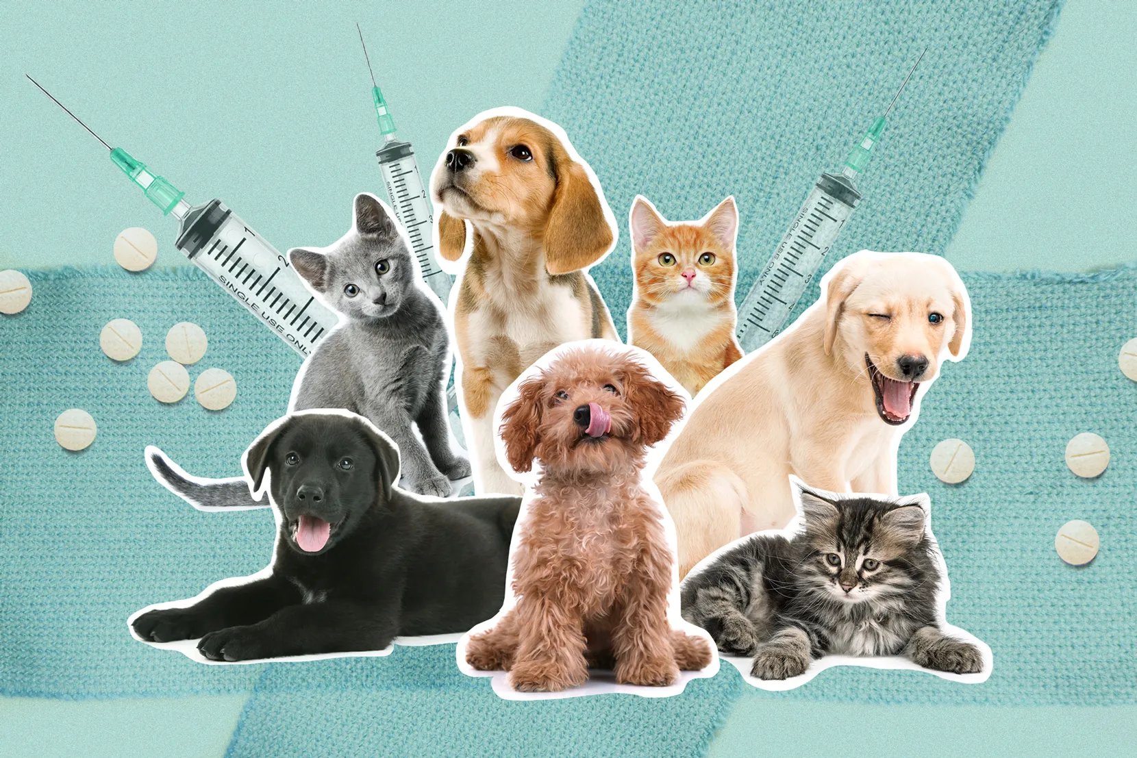 Pet Insurance Costs Are Soaring - Here's Why