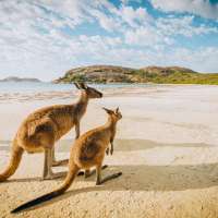 Two kangaroos on the beach in Western Australia.