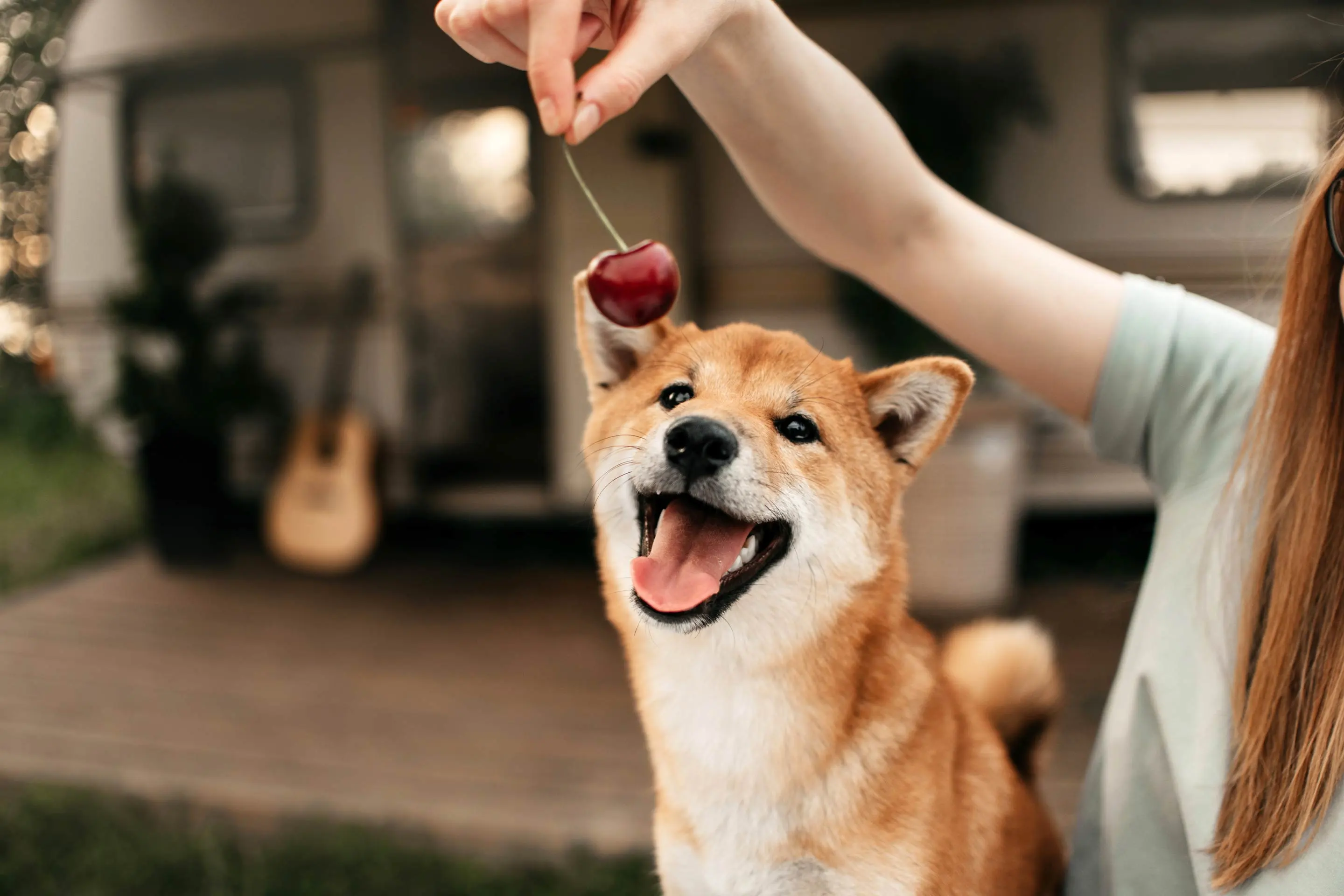 Fruit dogs cant sales eat