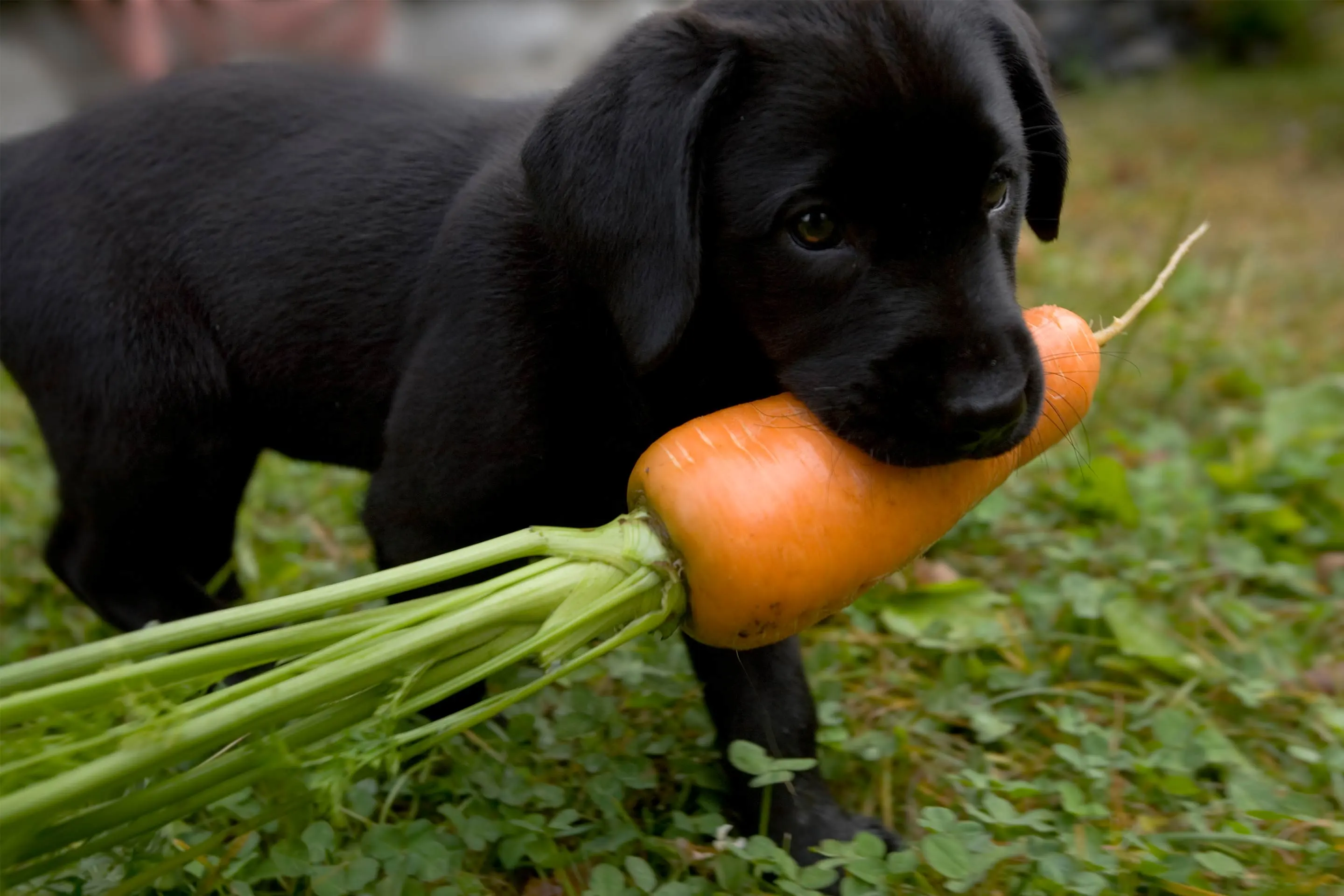 Golden retriever eating clearance veggies