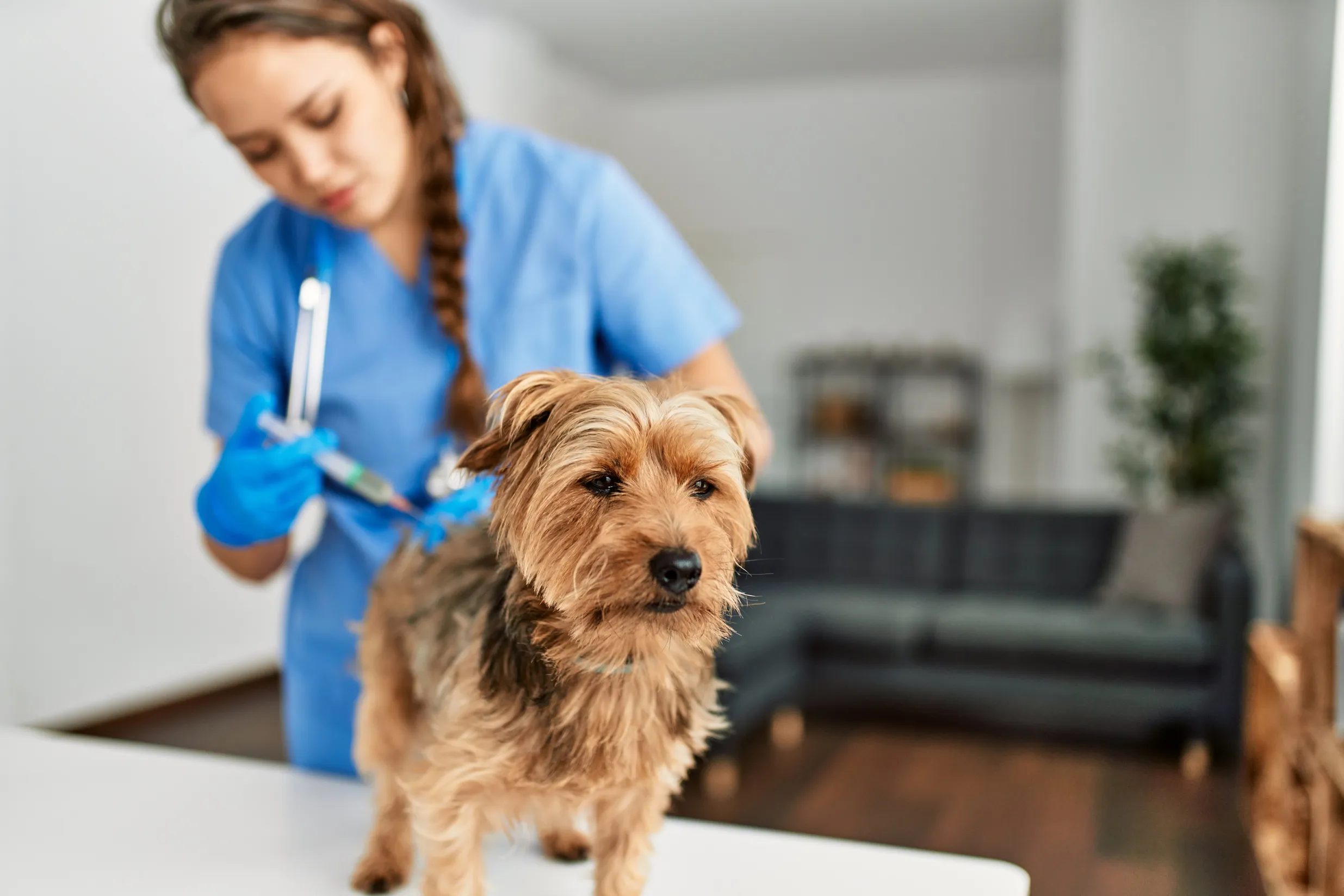 Cost for dog store vaccinations