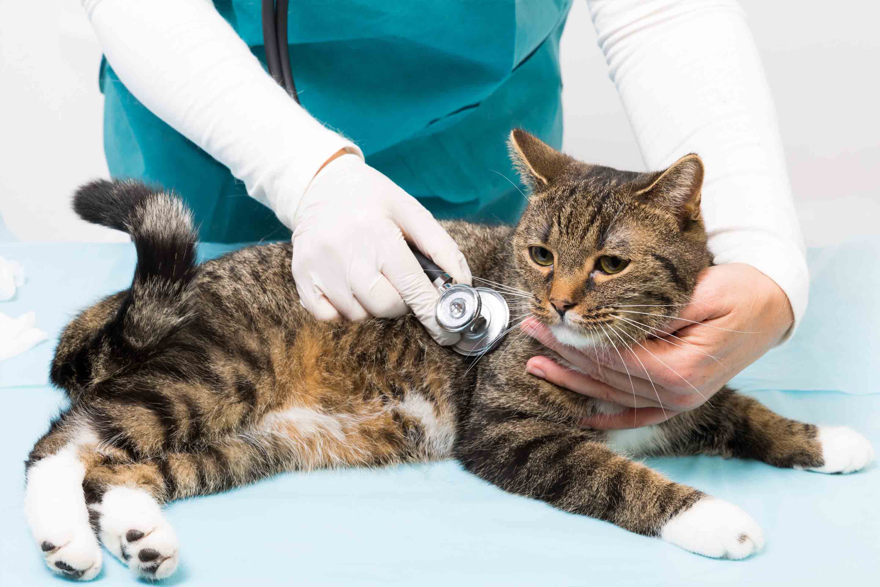 Обследование кошек. Кошка в ветеринарной клинике. Кот у ветеринара. Ветеринар с кошкой. Осмотр кошки.