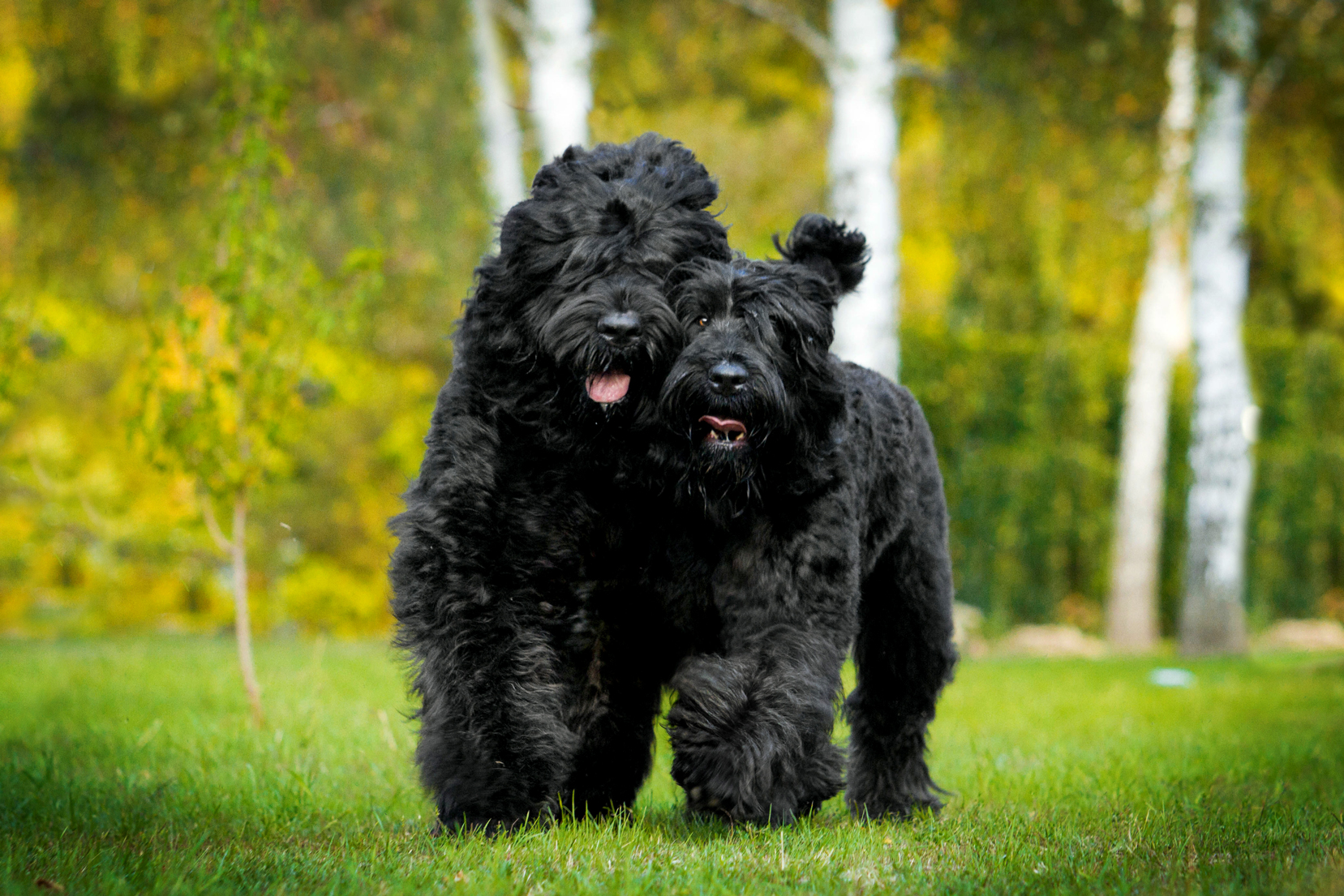 Two Black Russian Terrier running in a yard
