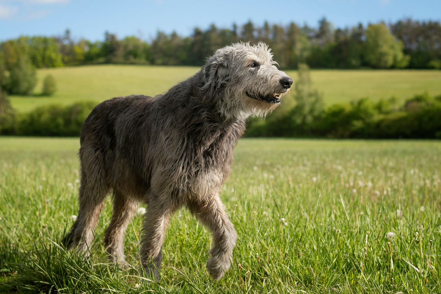 The majestic Irish Wolfhound without the collar walks peacefully across the meadow
