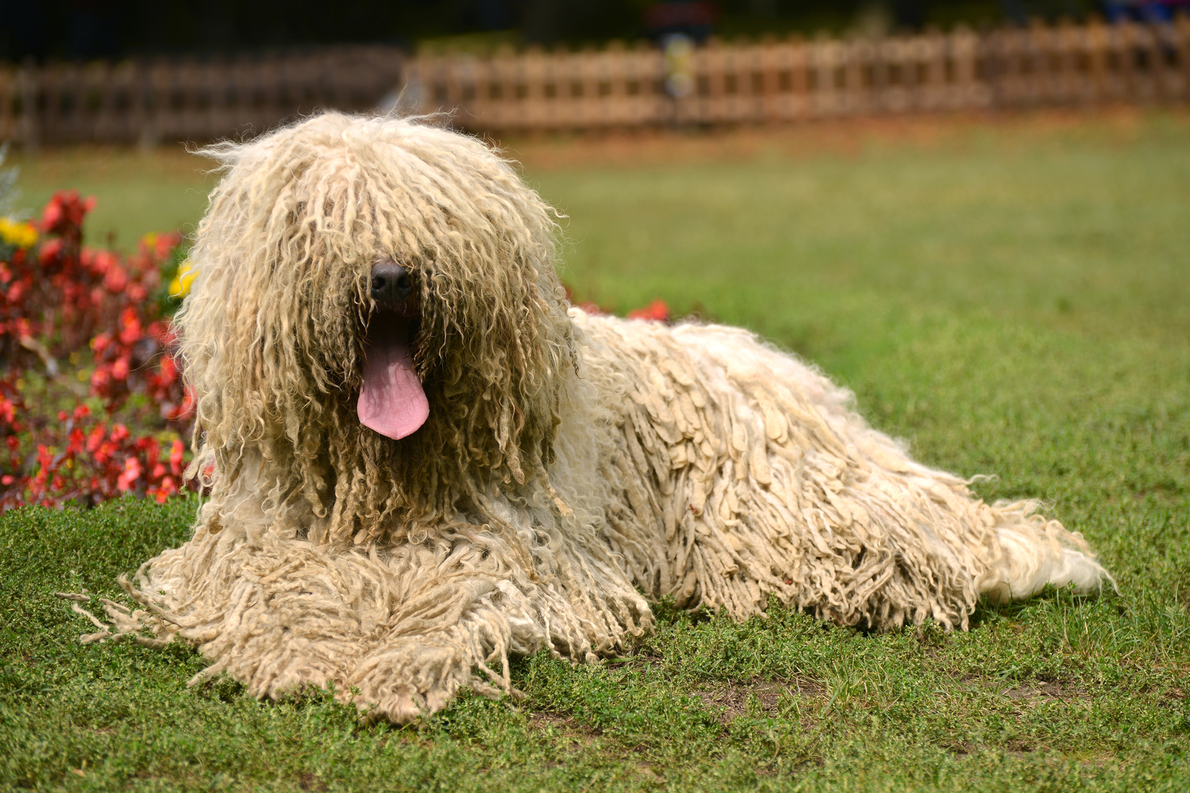 Portrait of komondor dog in a yard