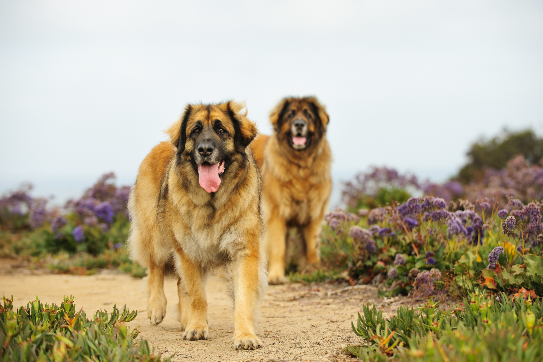 Two Leonberger dogs outdoor portrait standing in field