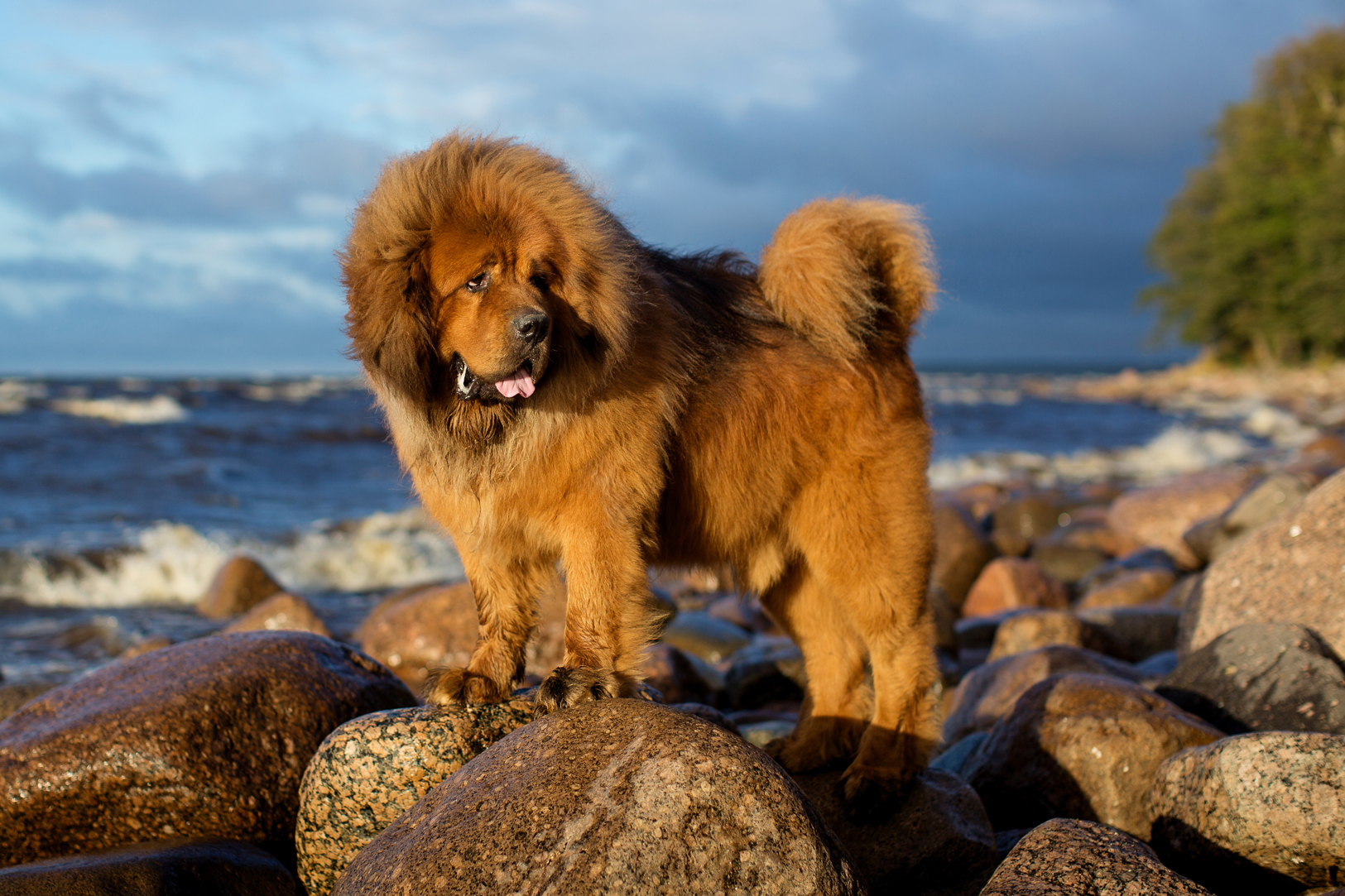 Tibetan Mastiff standing on rocks