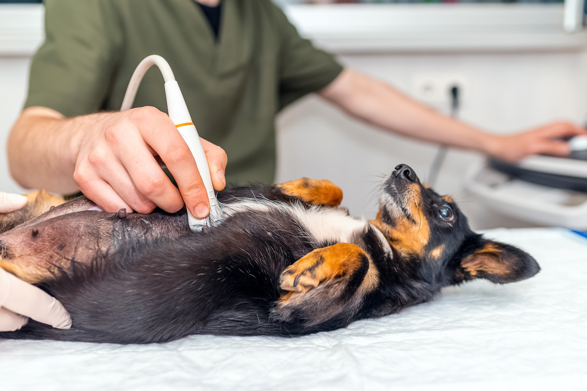 How Much Does it Cost to Spay a Dog?