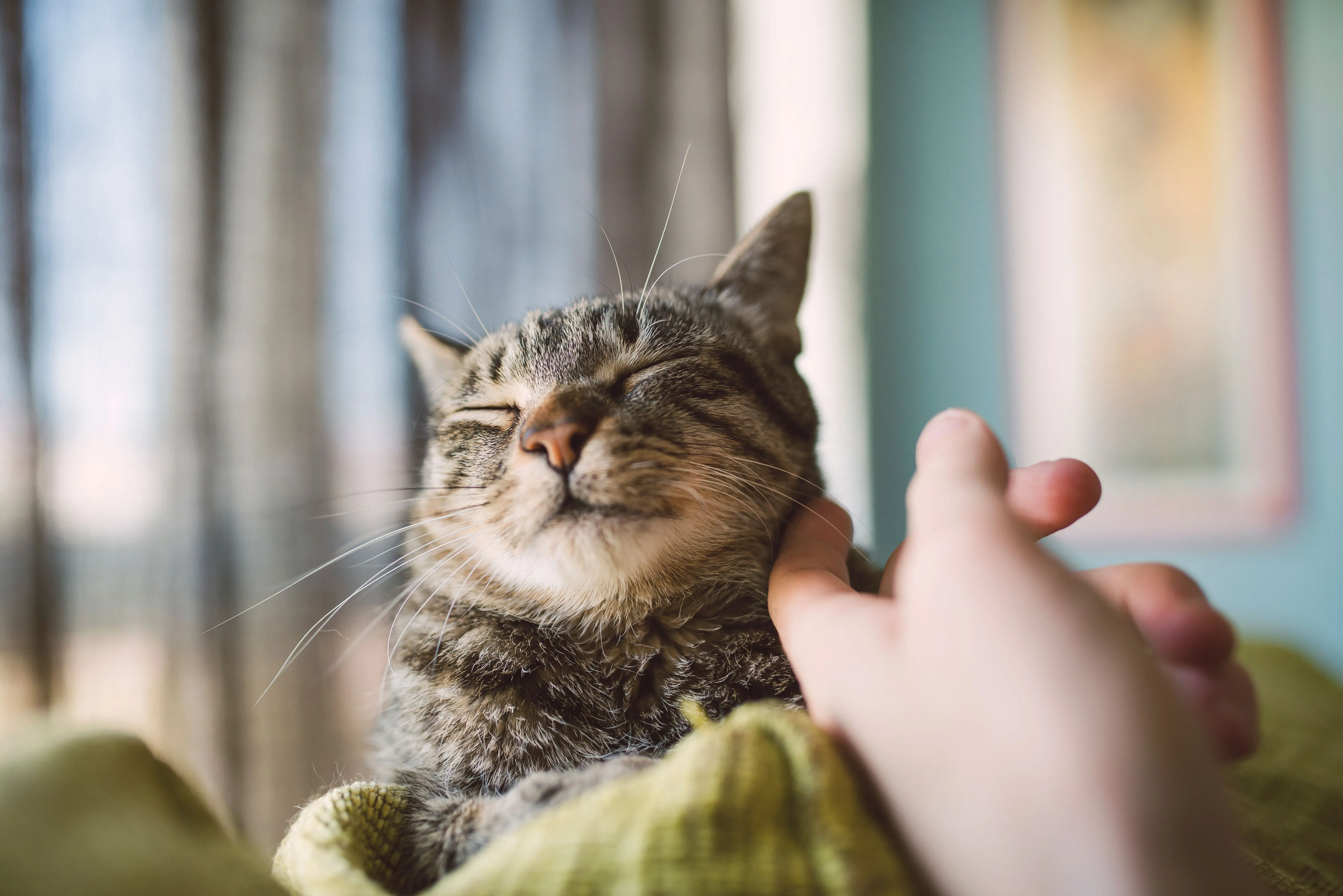 Petting your cat. Гладить кота. Довольный кот. Кот на руках. Человек гладит кота.