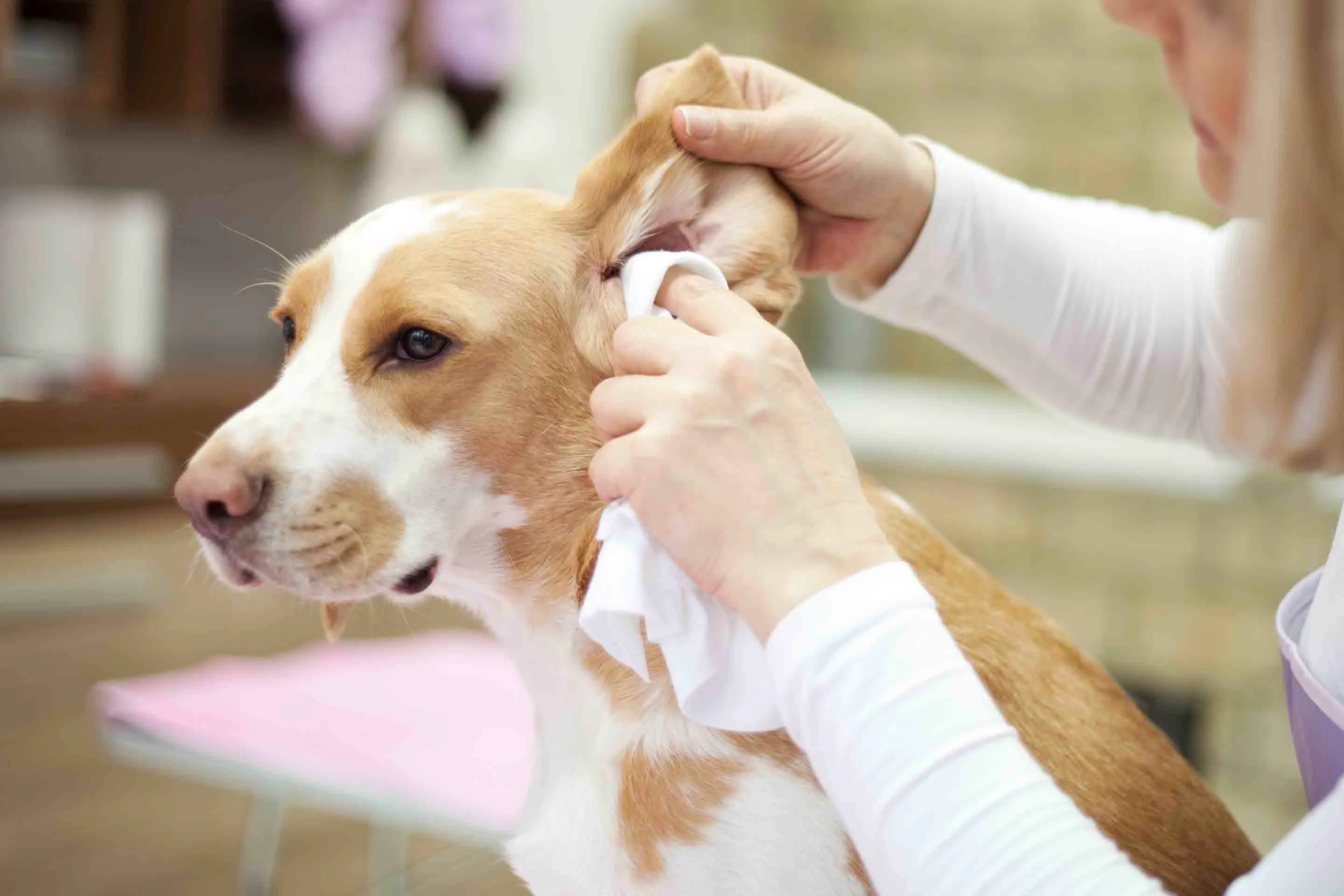 Vinegar solution for top dogs ears