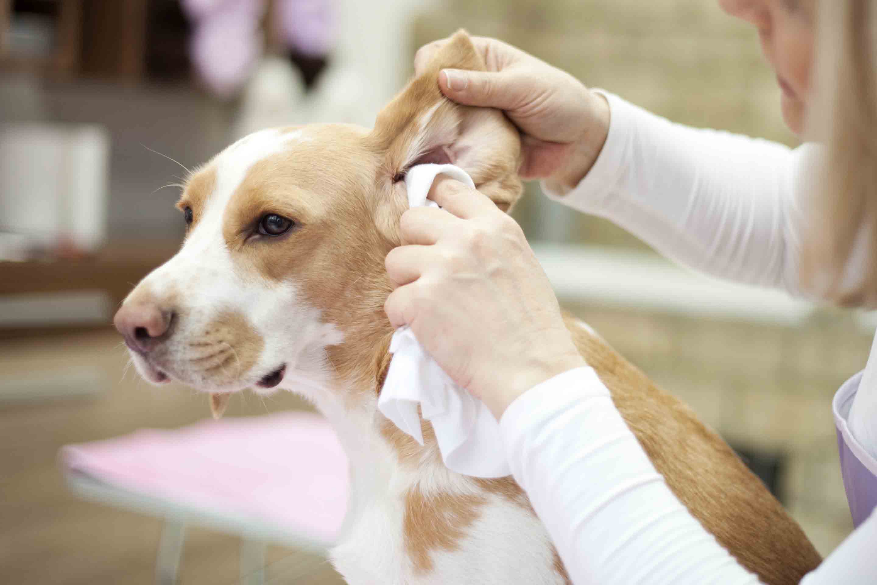 How to Clean Dog Ears