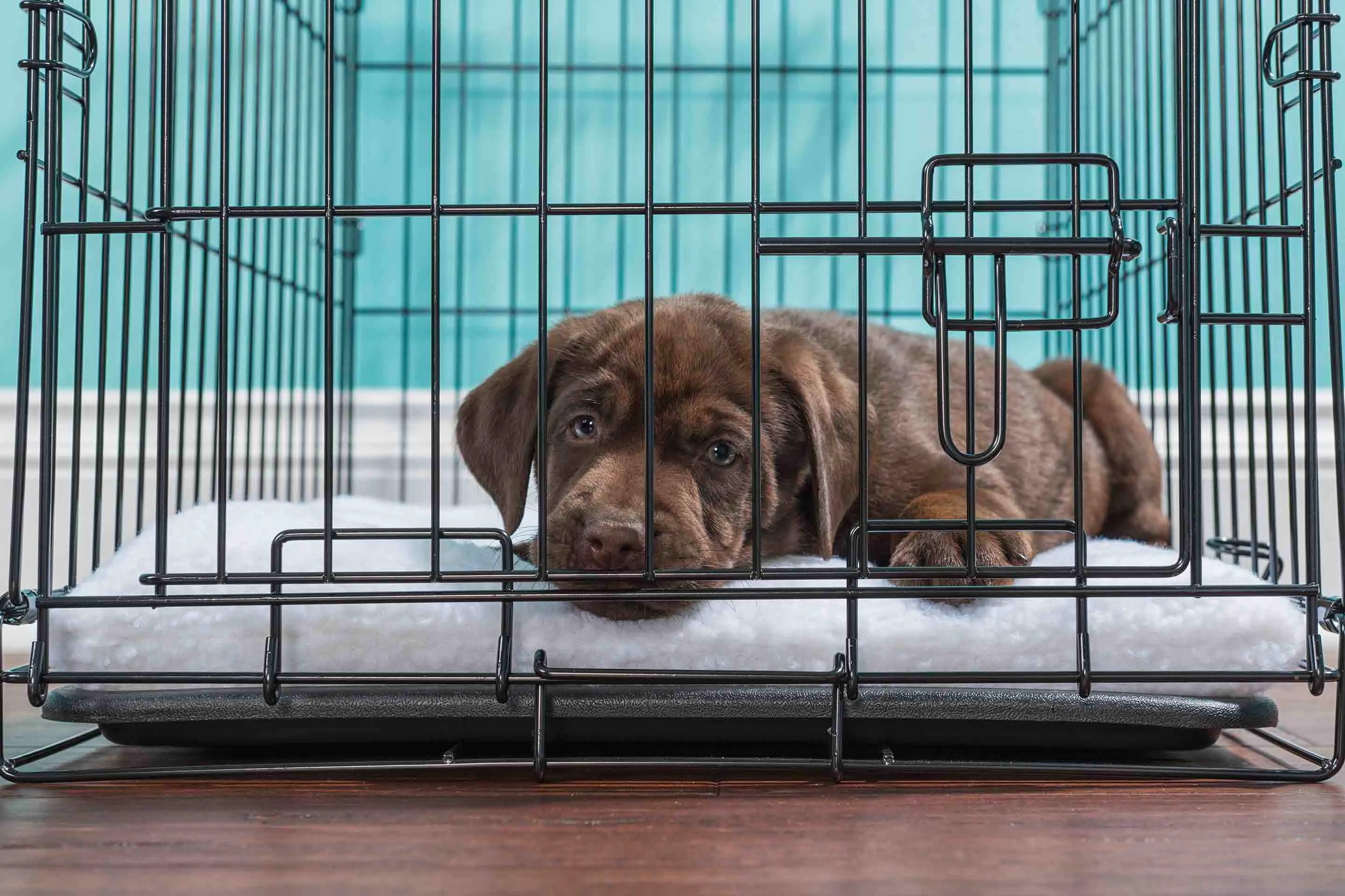 Crate train outlet puppy