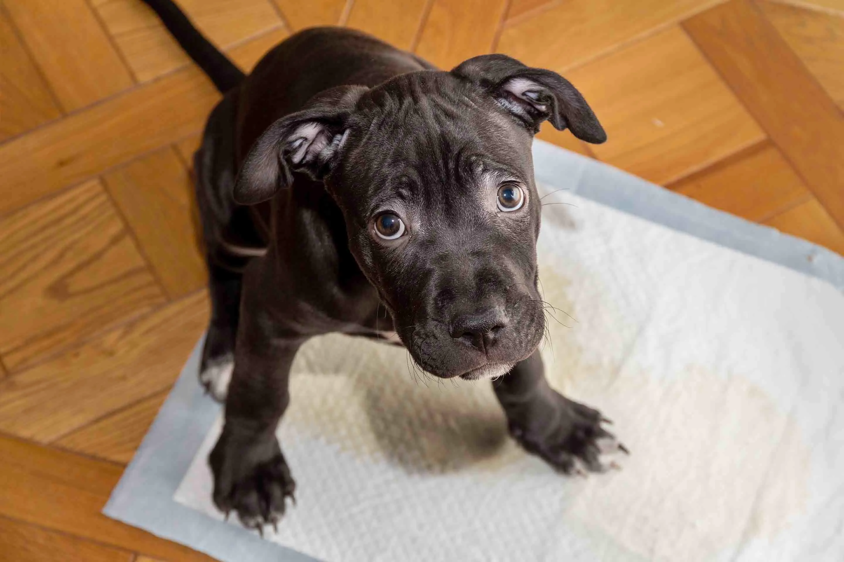 How to potty train my best sale pitbull puppy