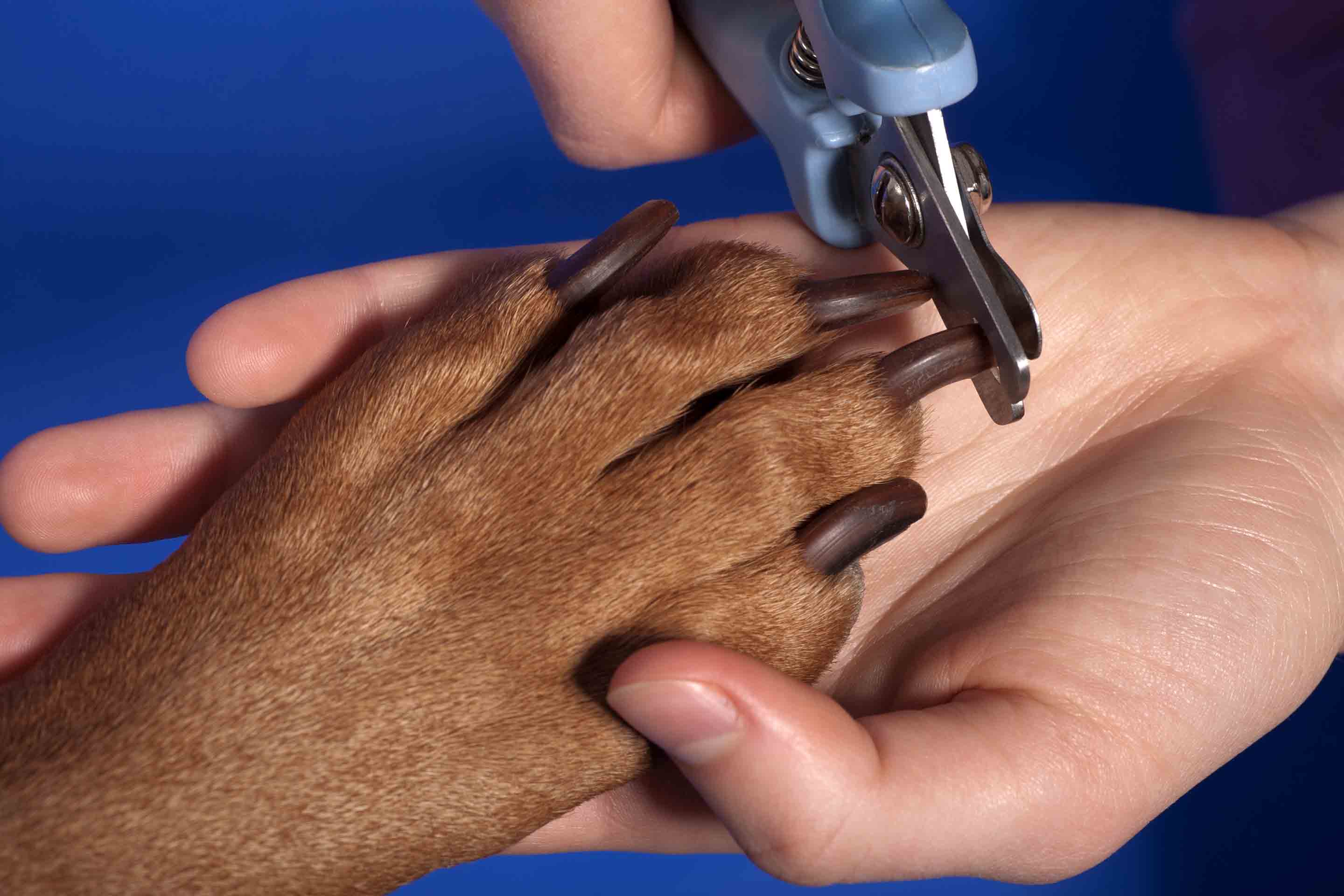 How to Trim Dog Nails