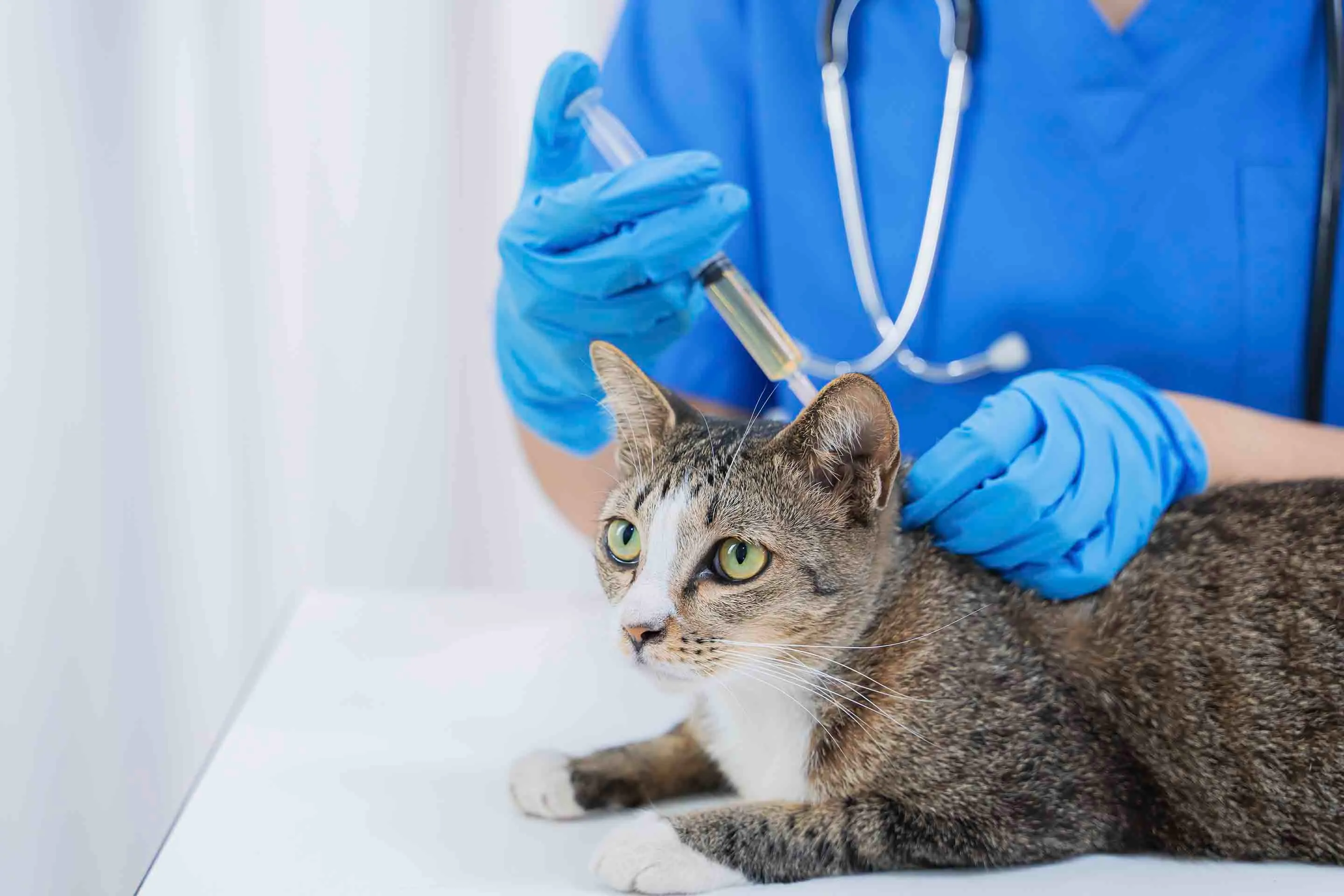 Does Pet Insurance Cover Vaccines?