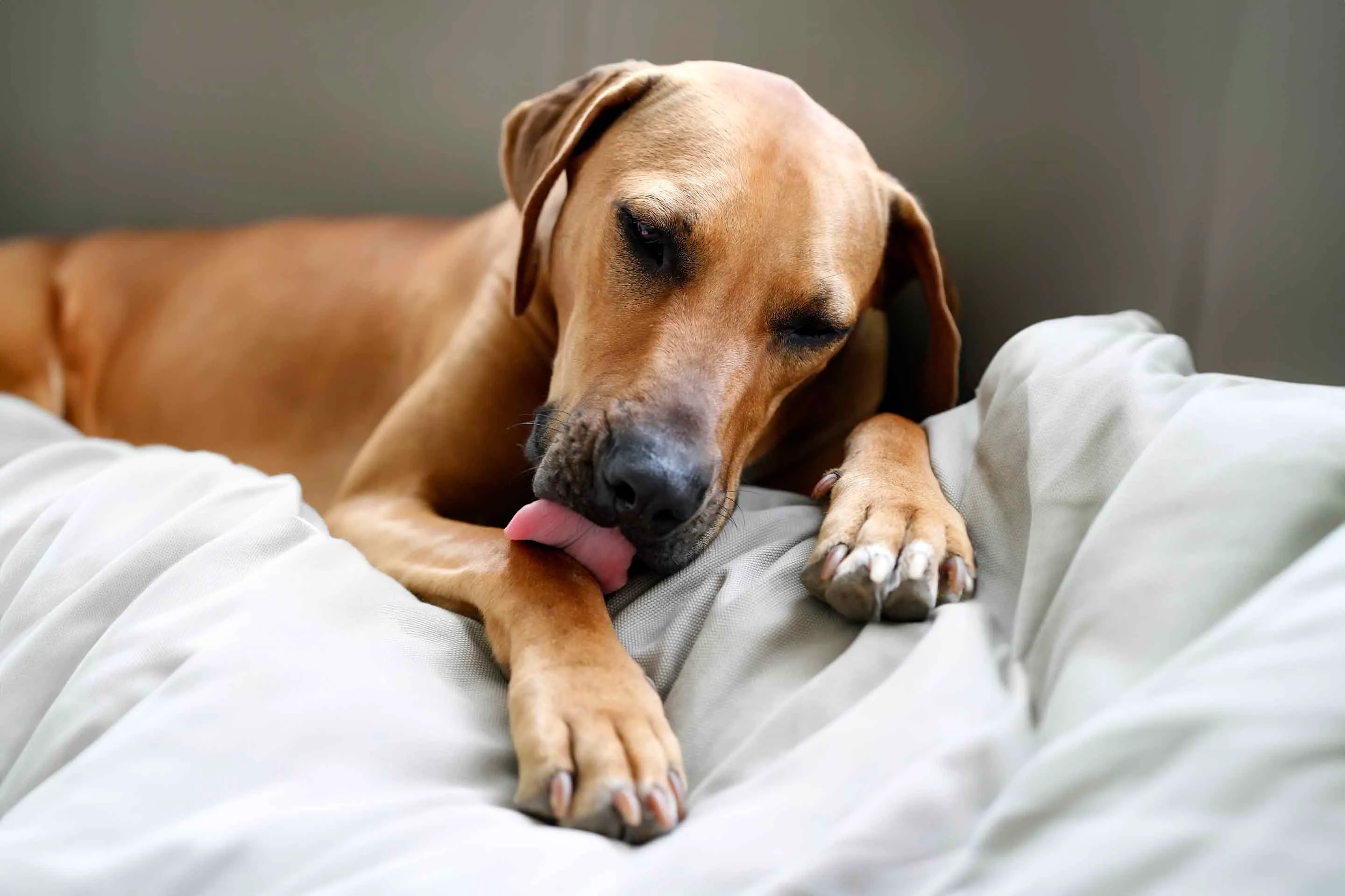 Why Do Dogs Lick Their Paws?