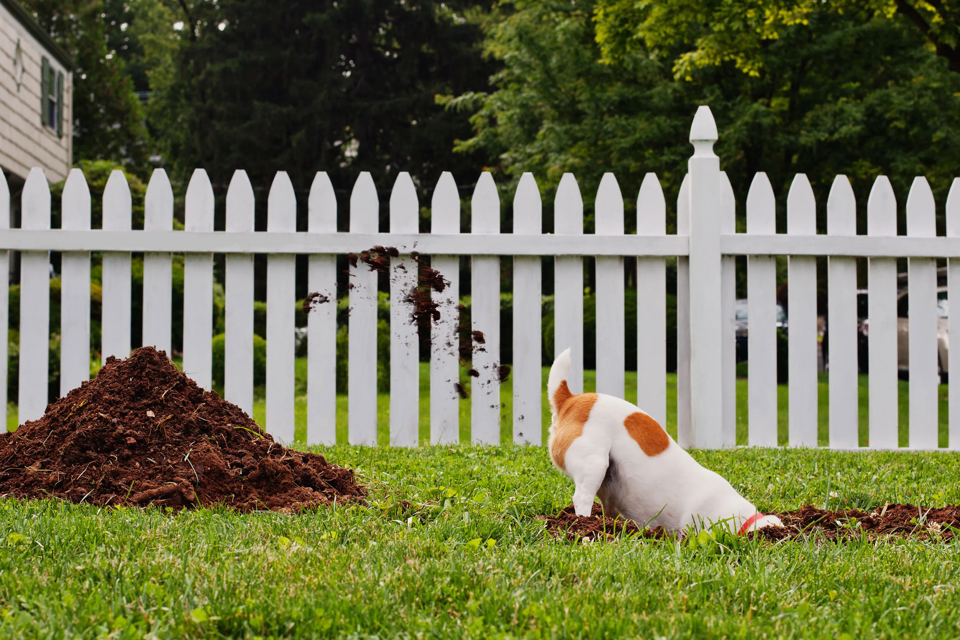 How to Stop Dogs from Digging