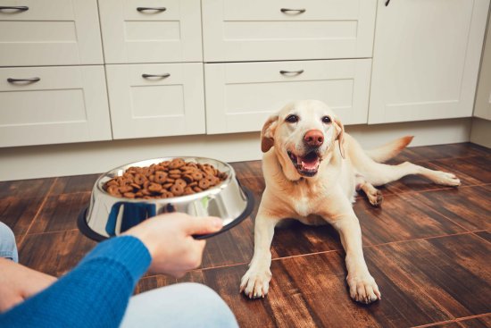 6 Best Dog Foods of 2024 | Money
