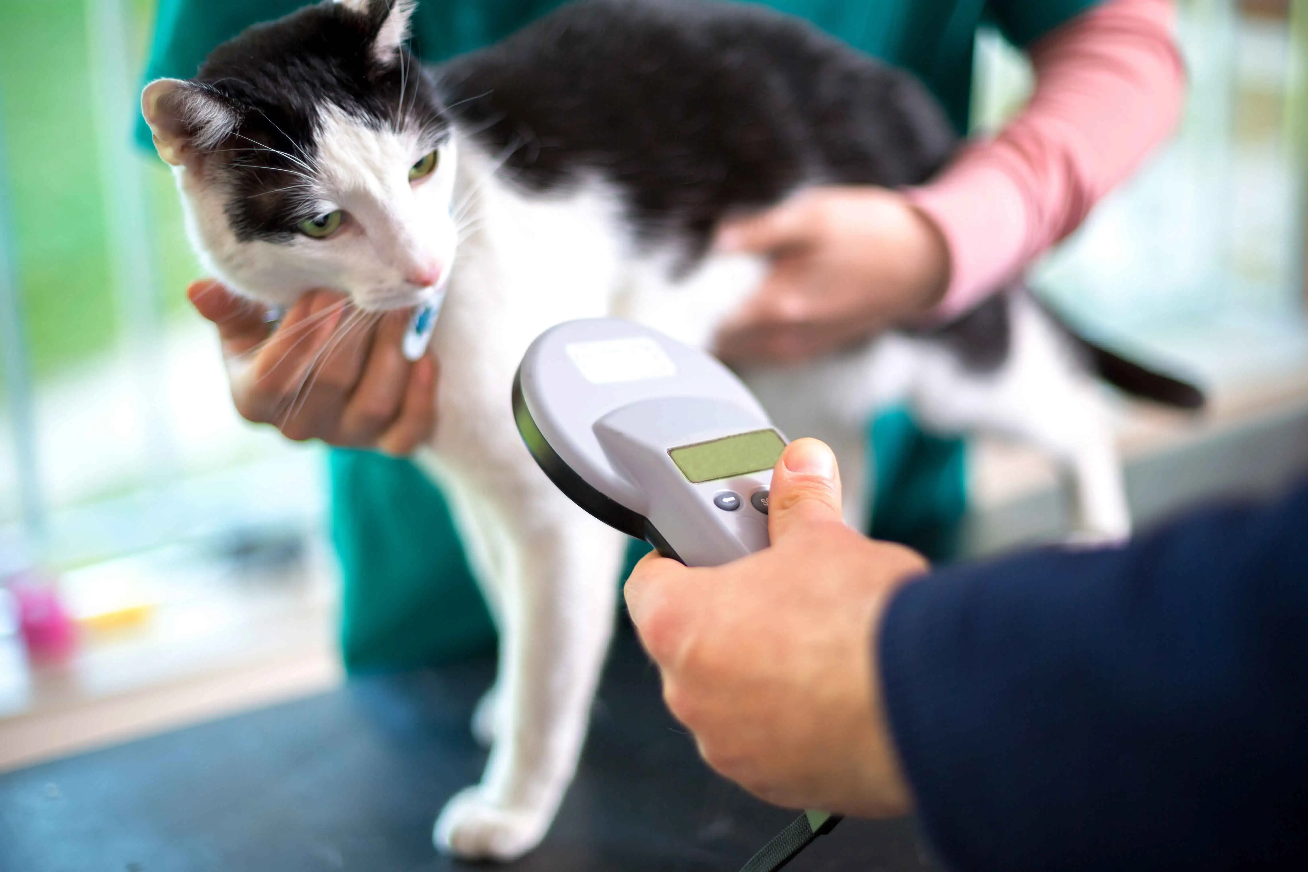 Cost for microchipping a 2024 cat