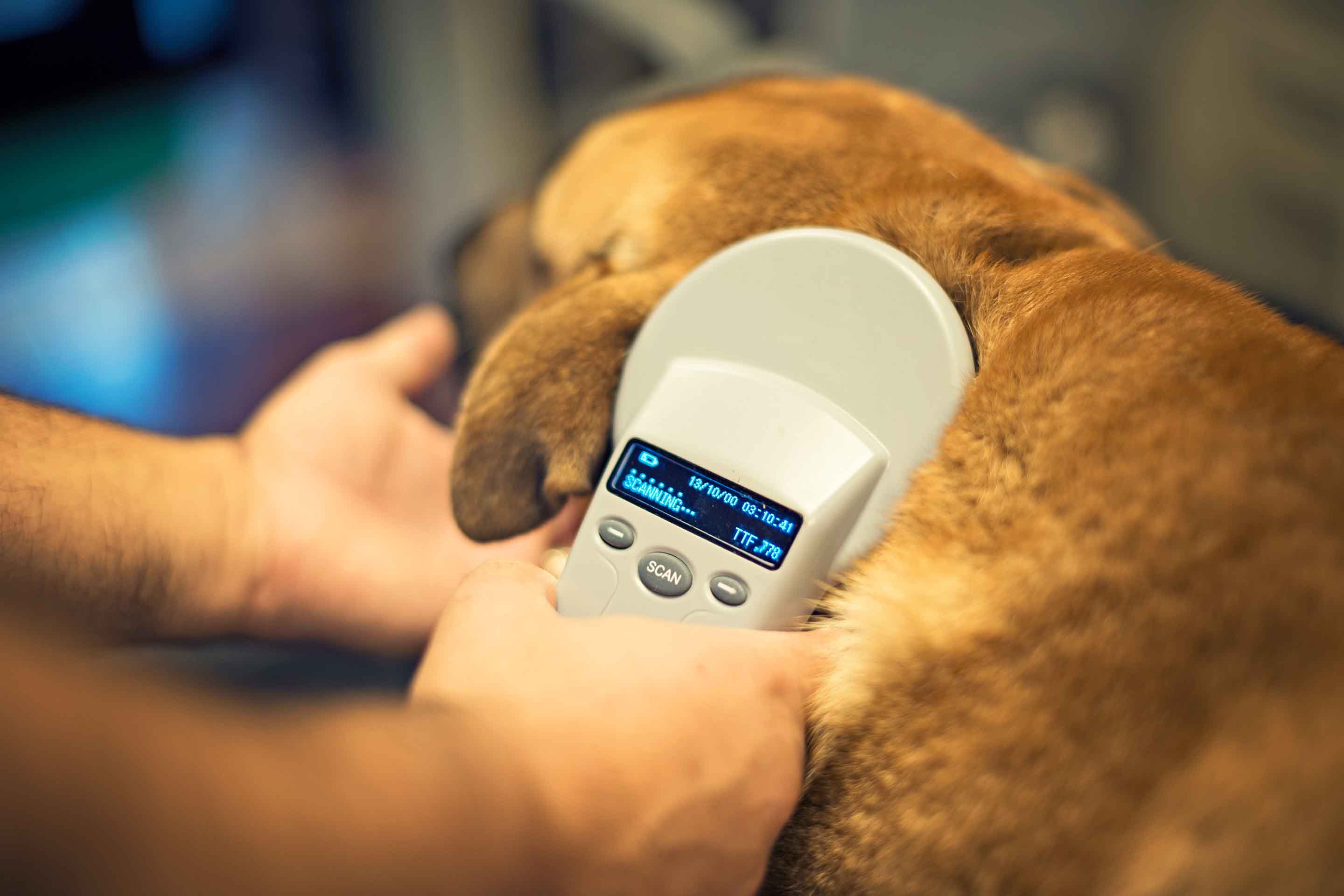 Cost to Microchip a Dog