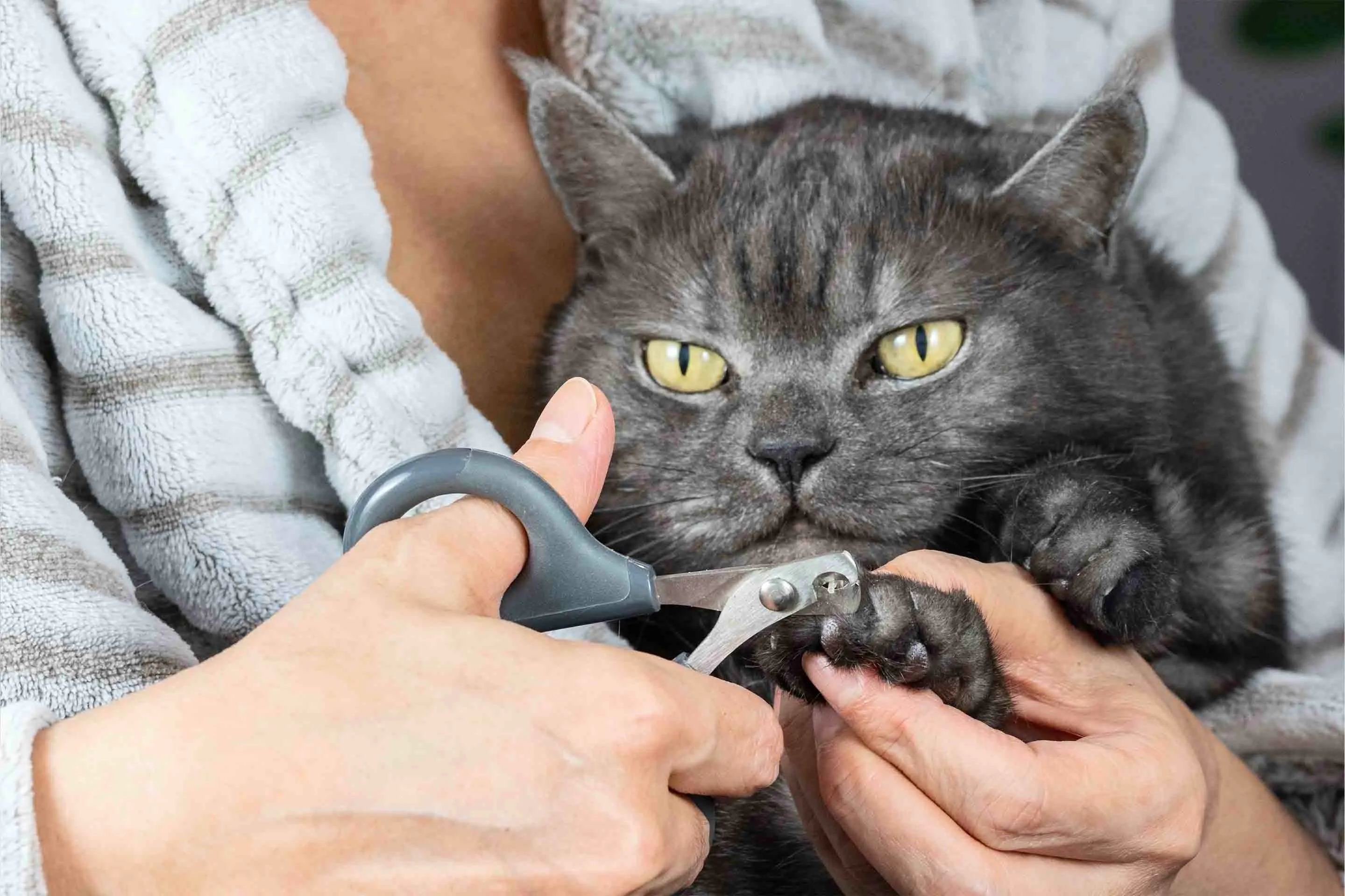 Grooming Tips | How to Trim Your Cats Nails | Petfinder