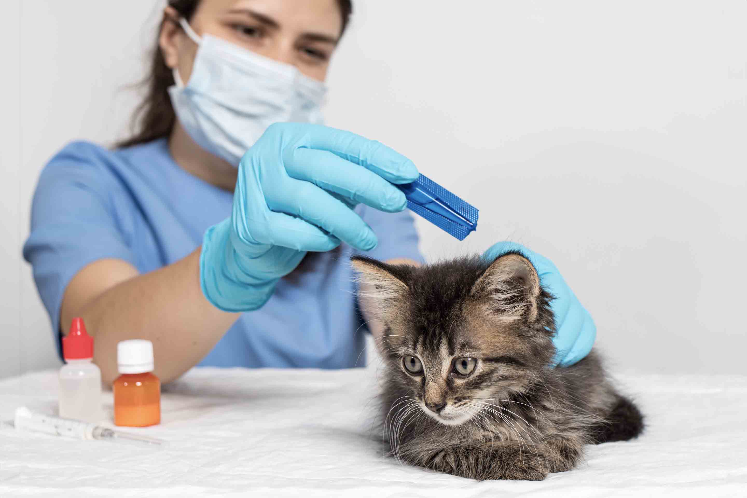 How to Get Rid of Fleas On Kittens