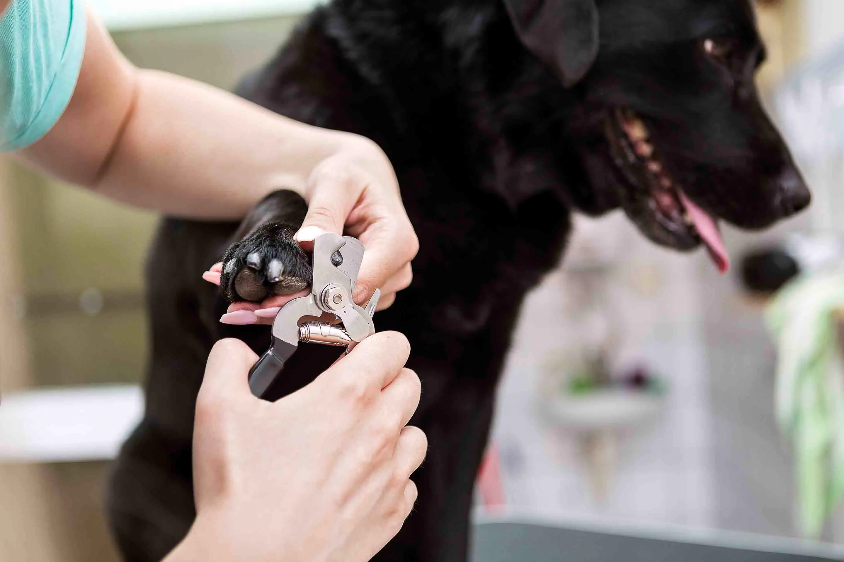 How To Trim Dog Nails That Are Overgrown By Best 6 Steps