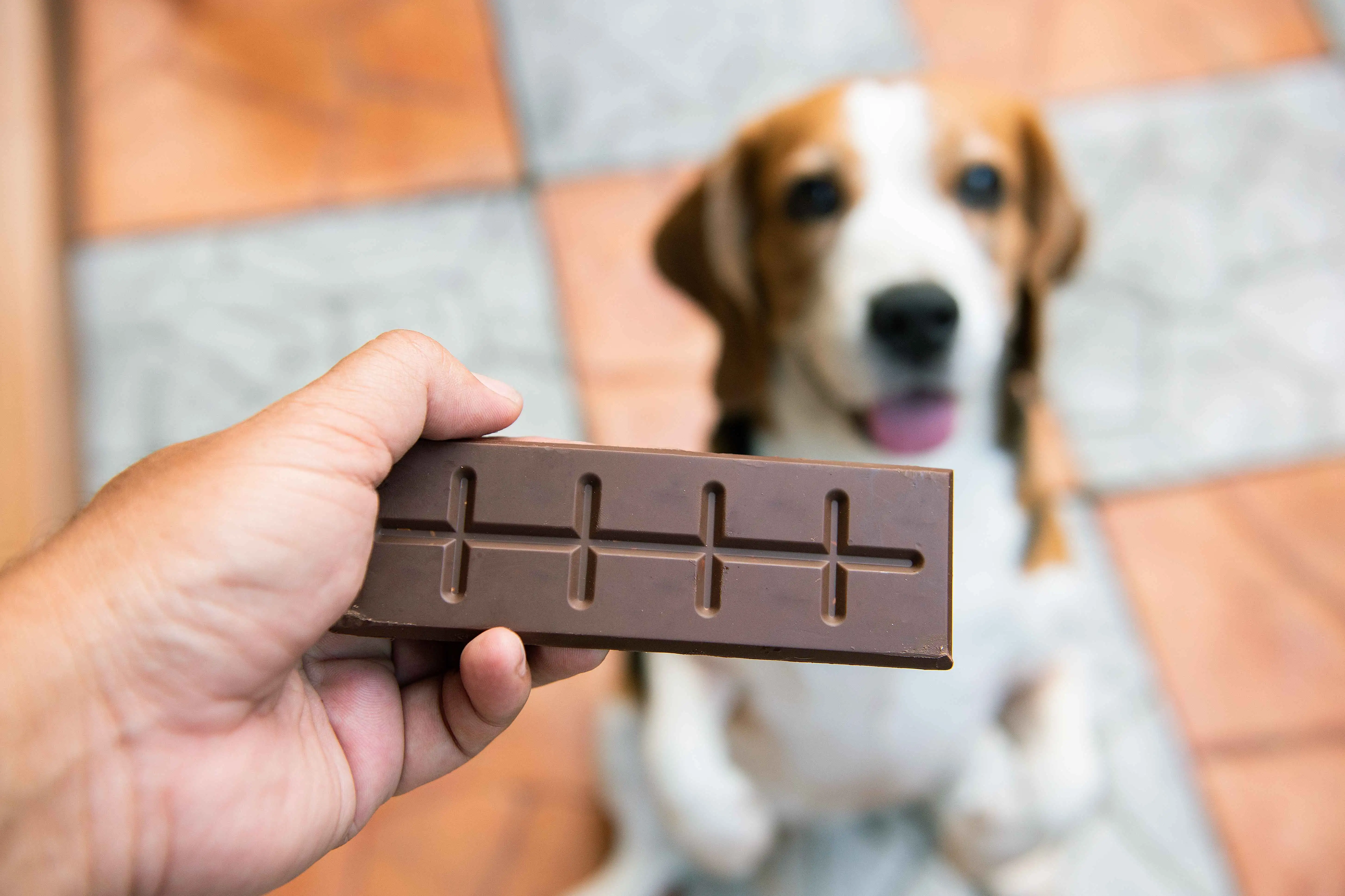 Dog ate shop bar of chocolate