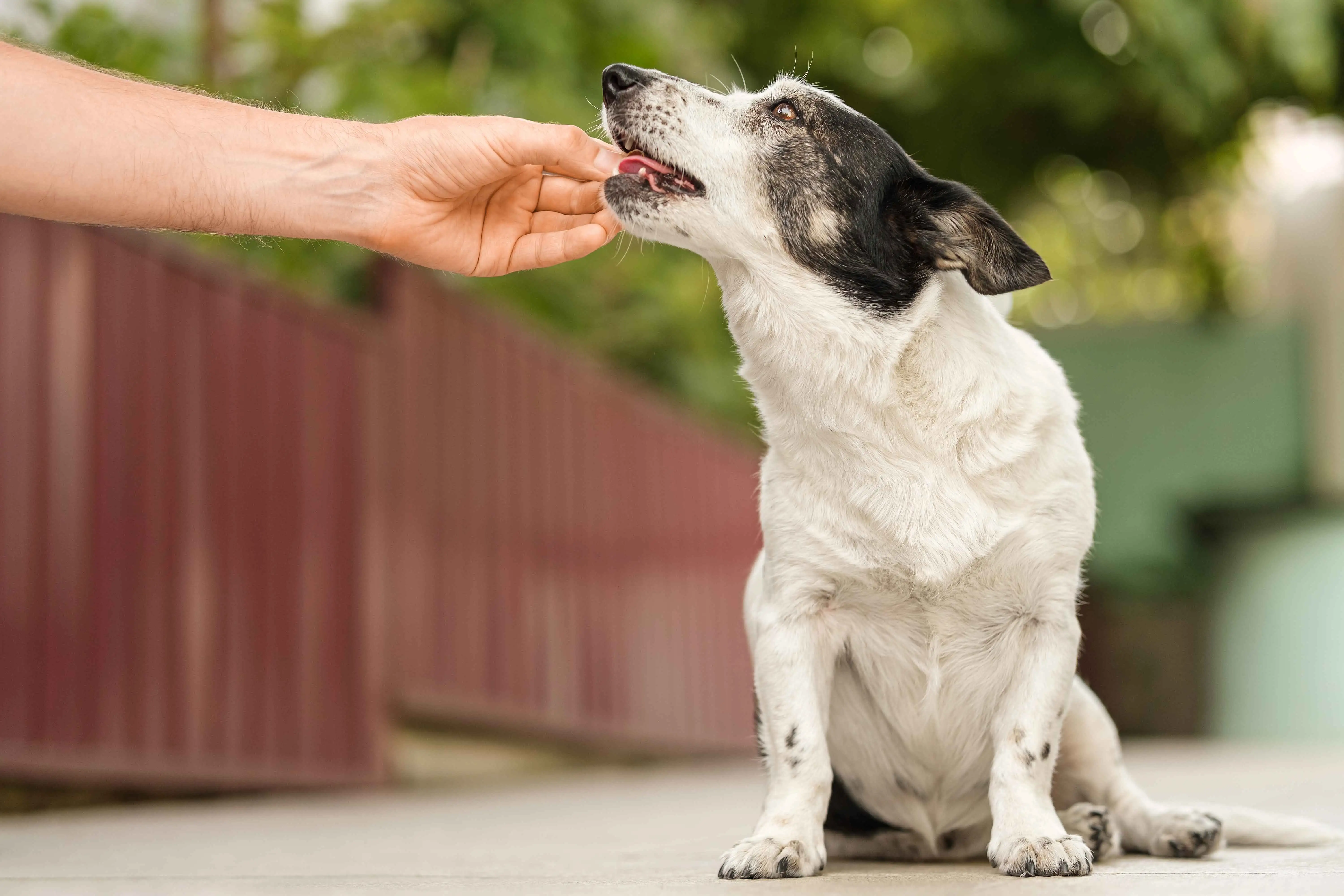 What benadryl store can dogs take