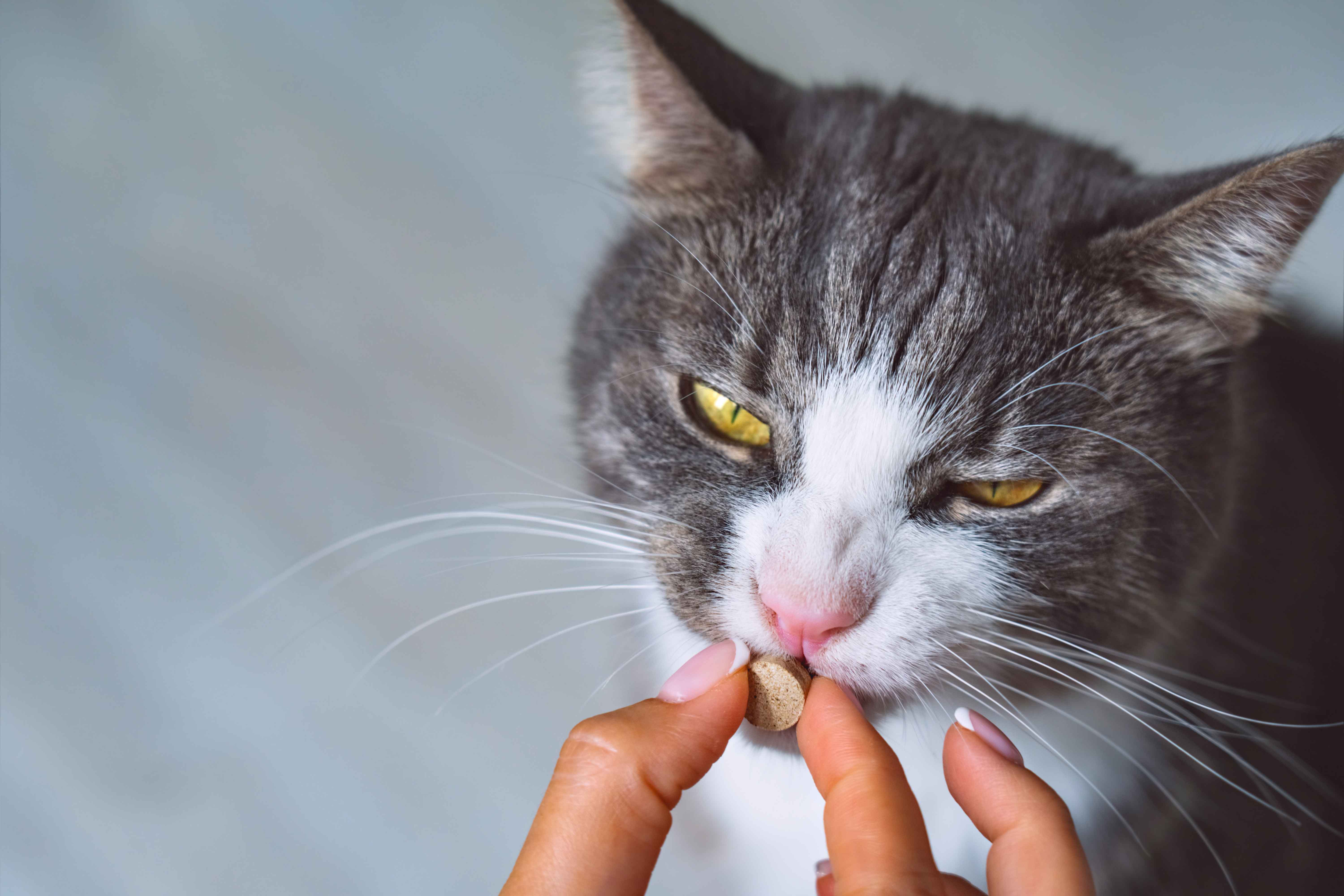 How To Give A Cat A Pill