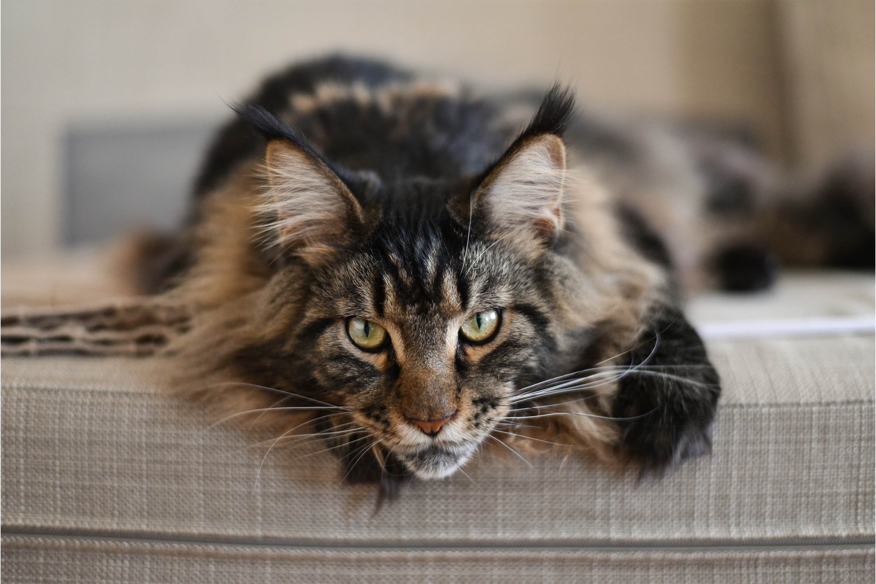 How Much Does a Maine Coon Cat Cost