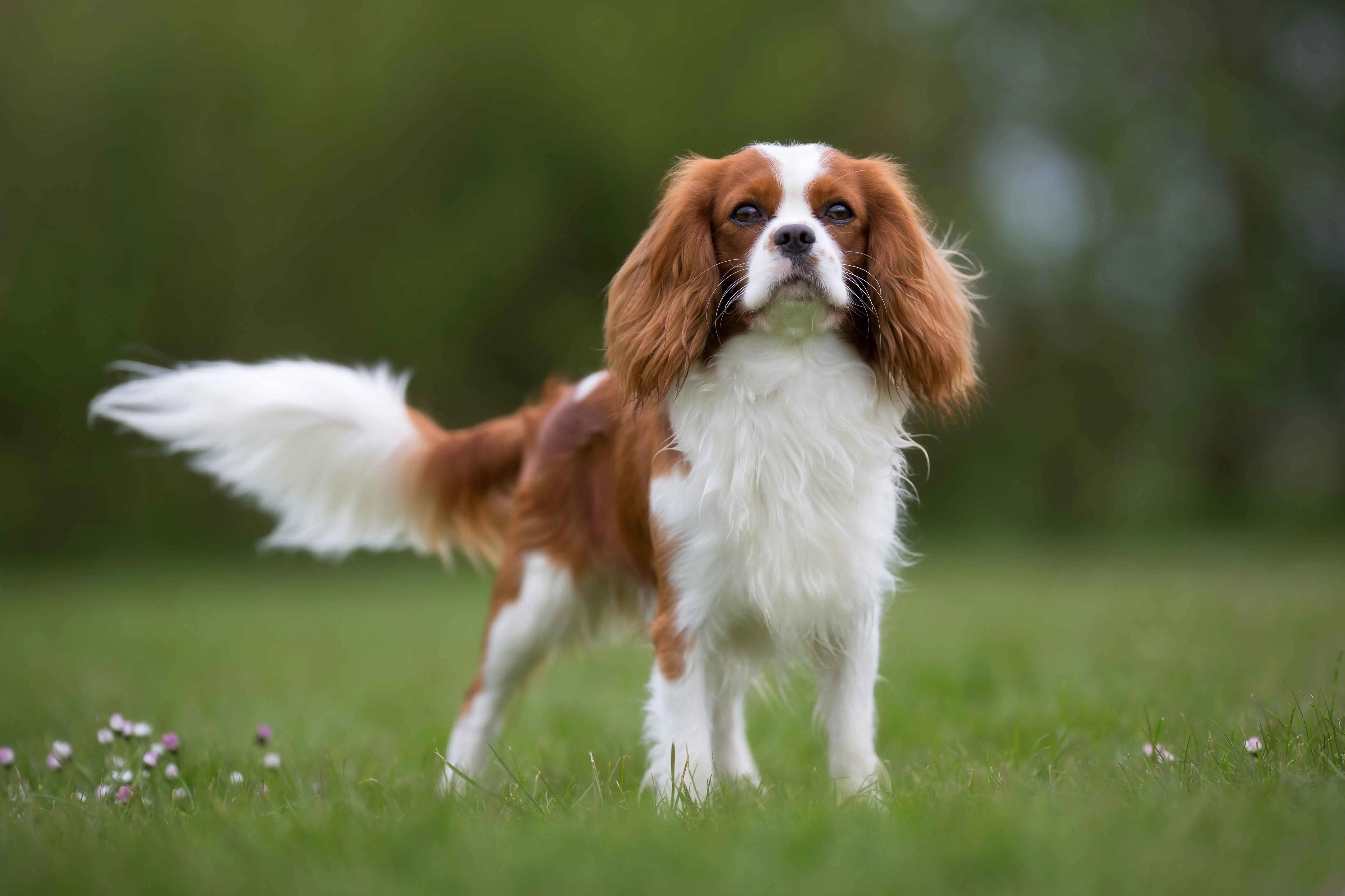 Cocker Spaniel Dog Breed Complete Guide - A-Z Animals