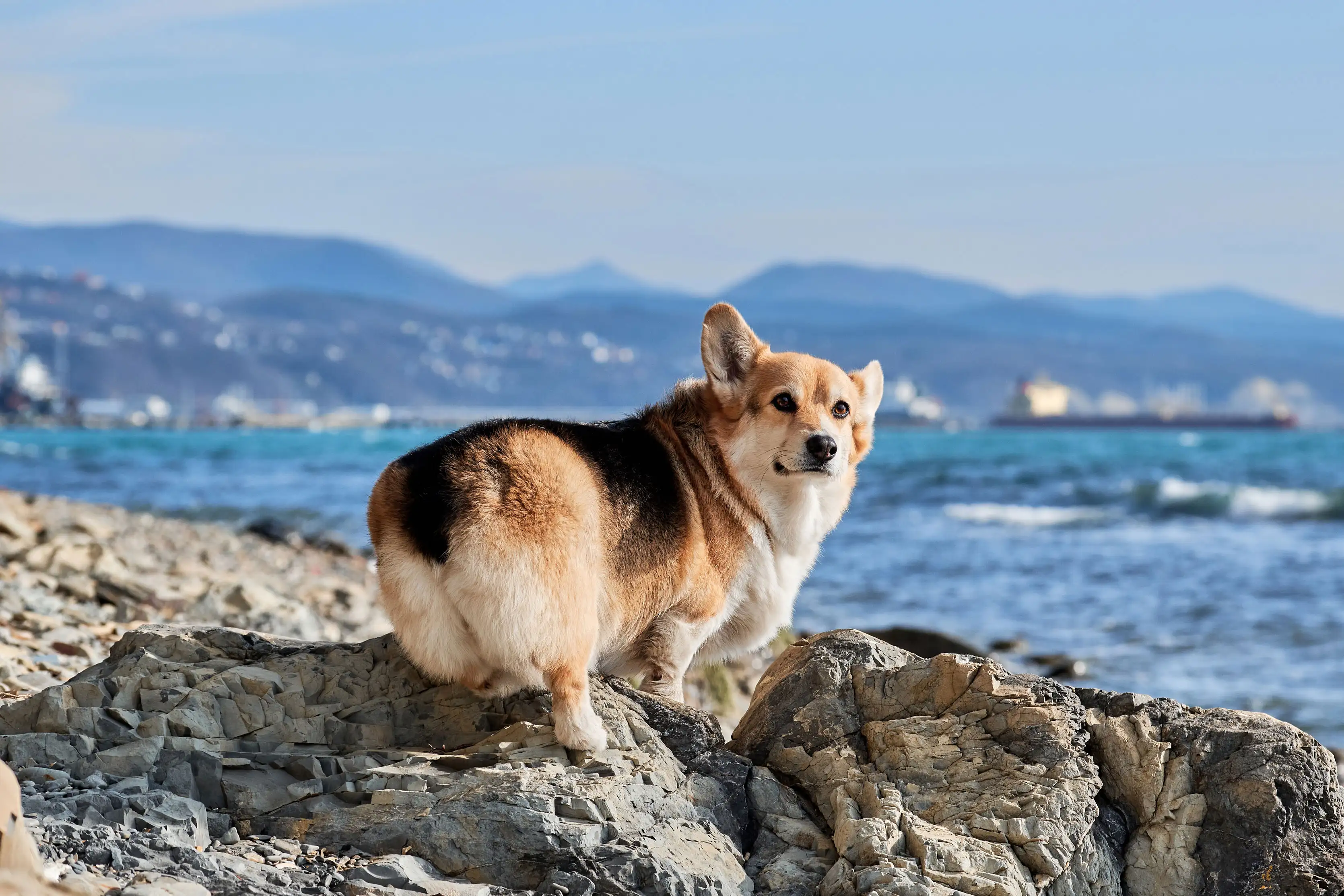 Pembroke Welsh Corgi tricolor walking on pebbly shore