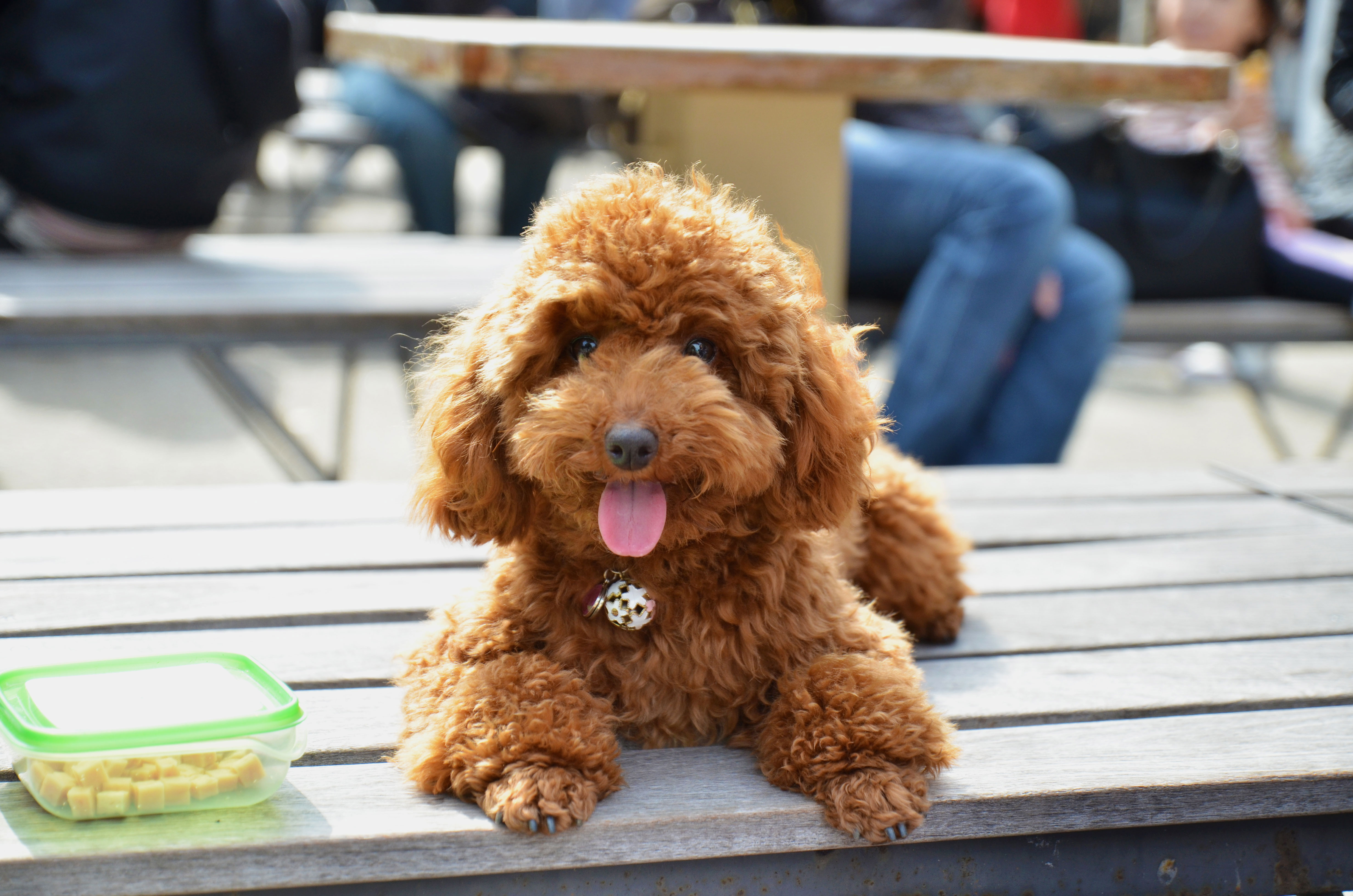 Toy poodle outside laying on a bench